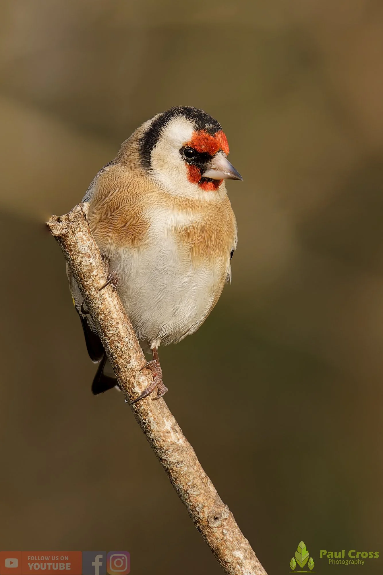 Goldfinch-00280.jpg