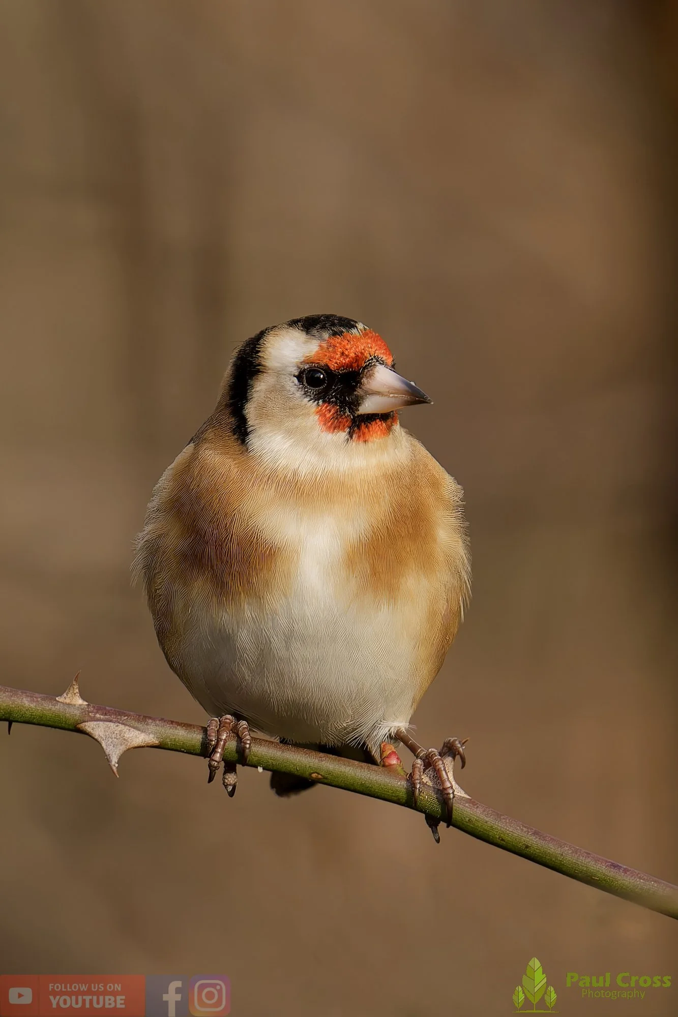 Goldfinch-00281.jpg