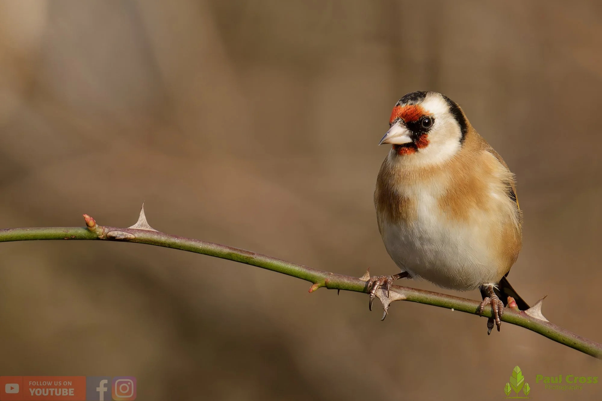 Goldfinch-00282.jpg