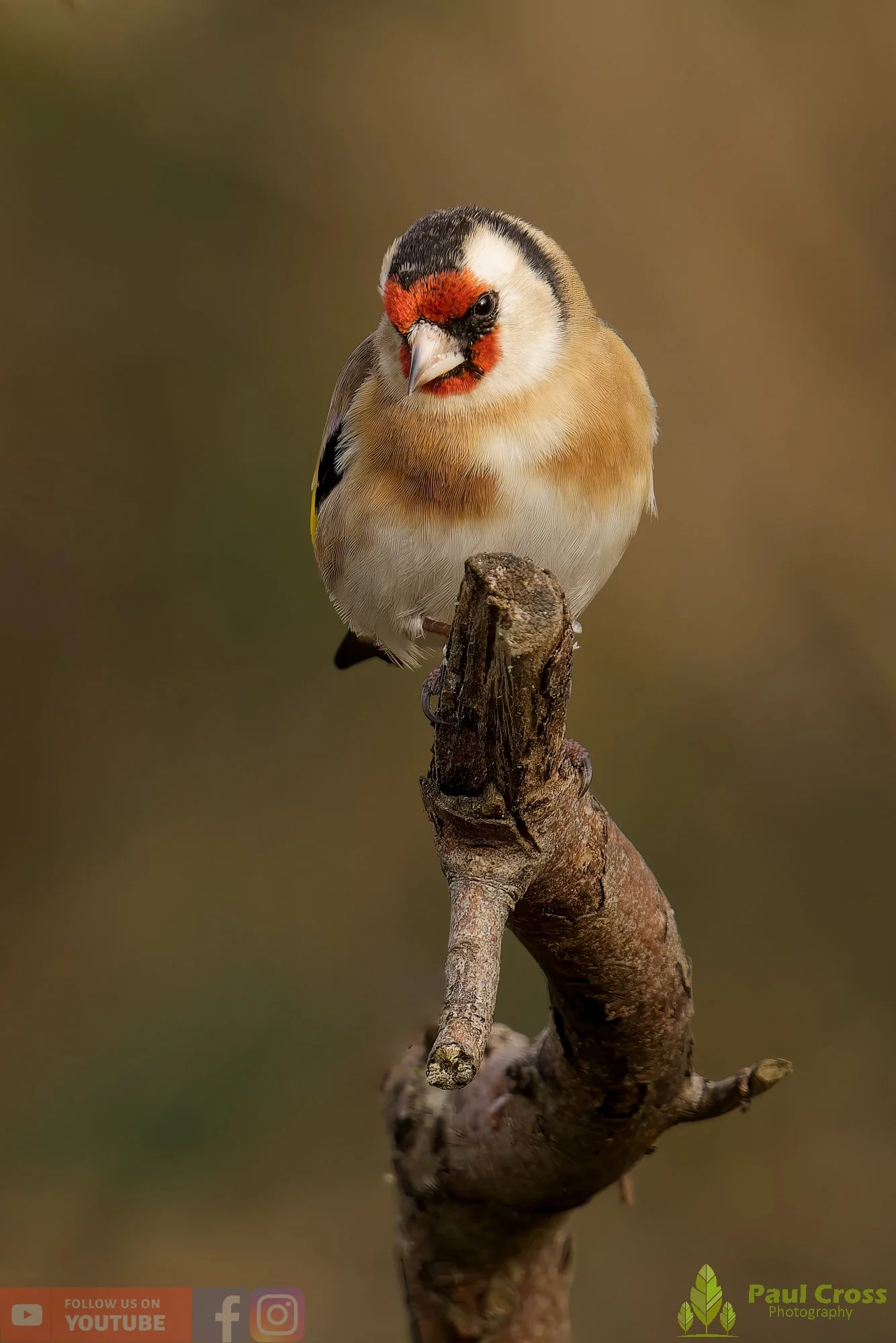 Goldfinch-00283.jpg