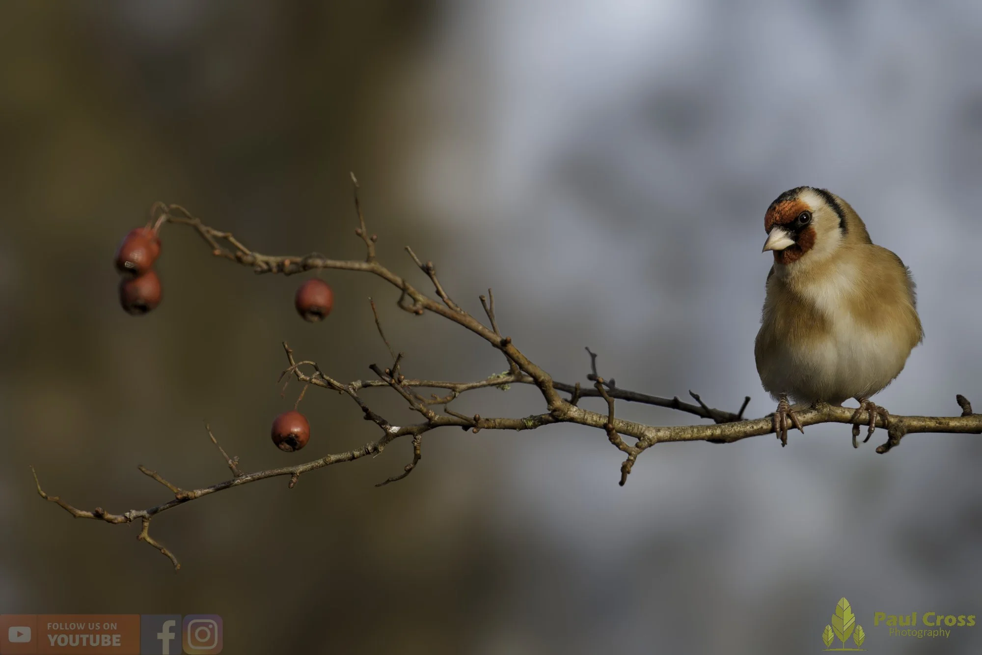 Goldfinch-00285.jpg