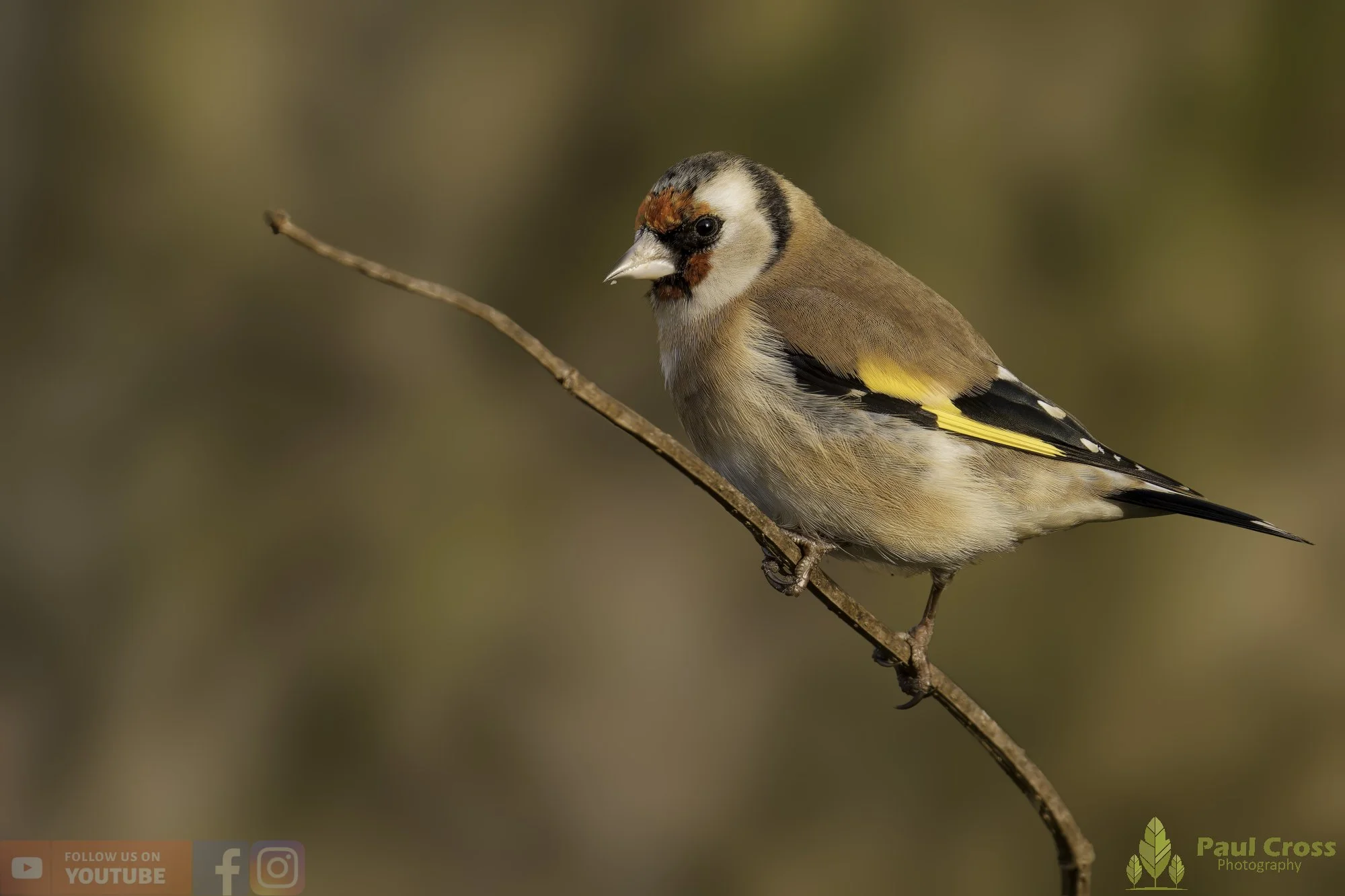 Goldfinch-00286.jpg