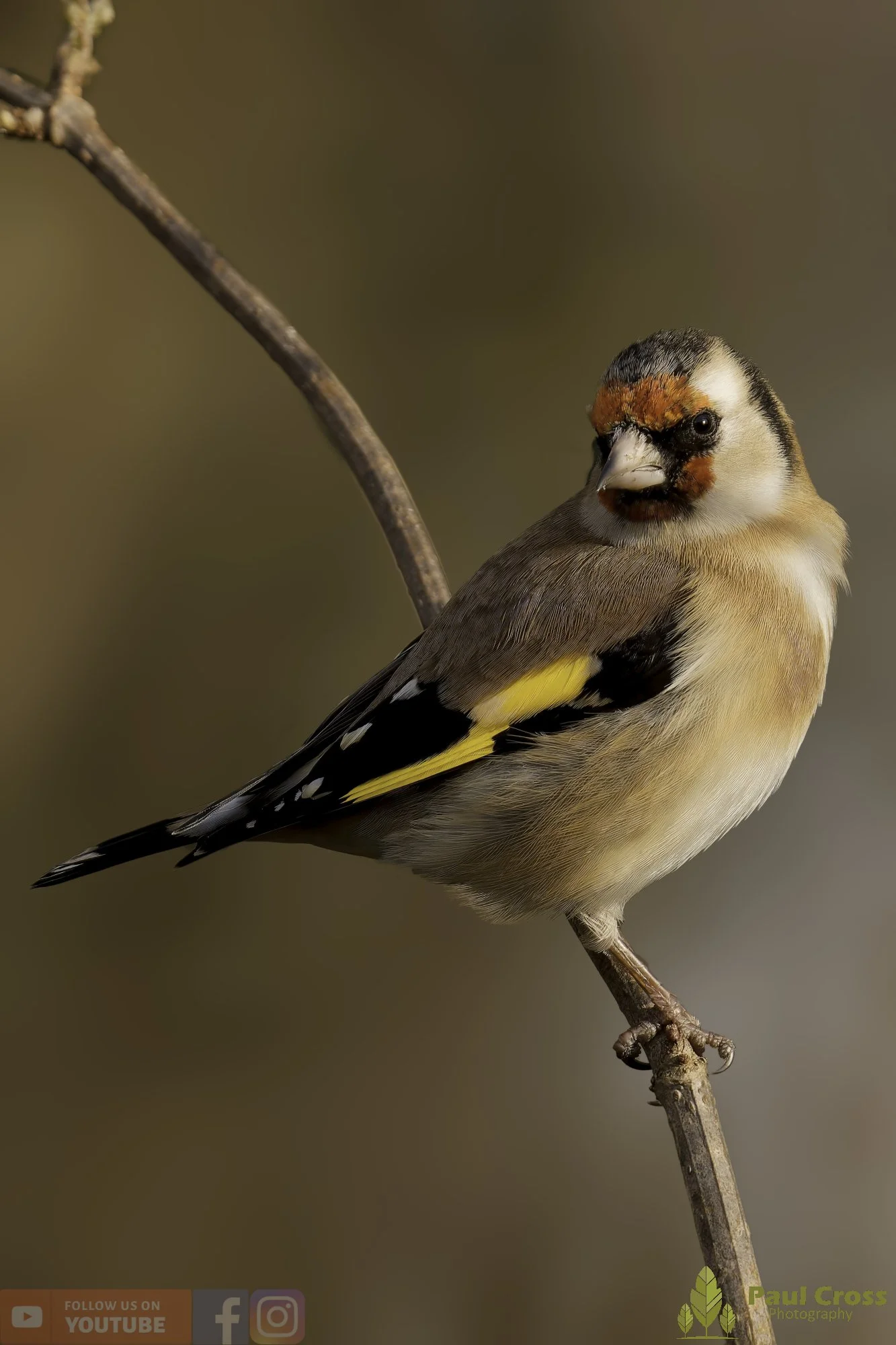 Goldfinch-00287.jpg