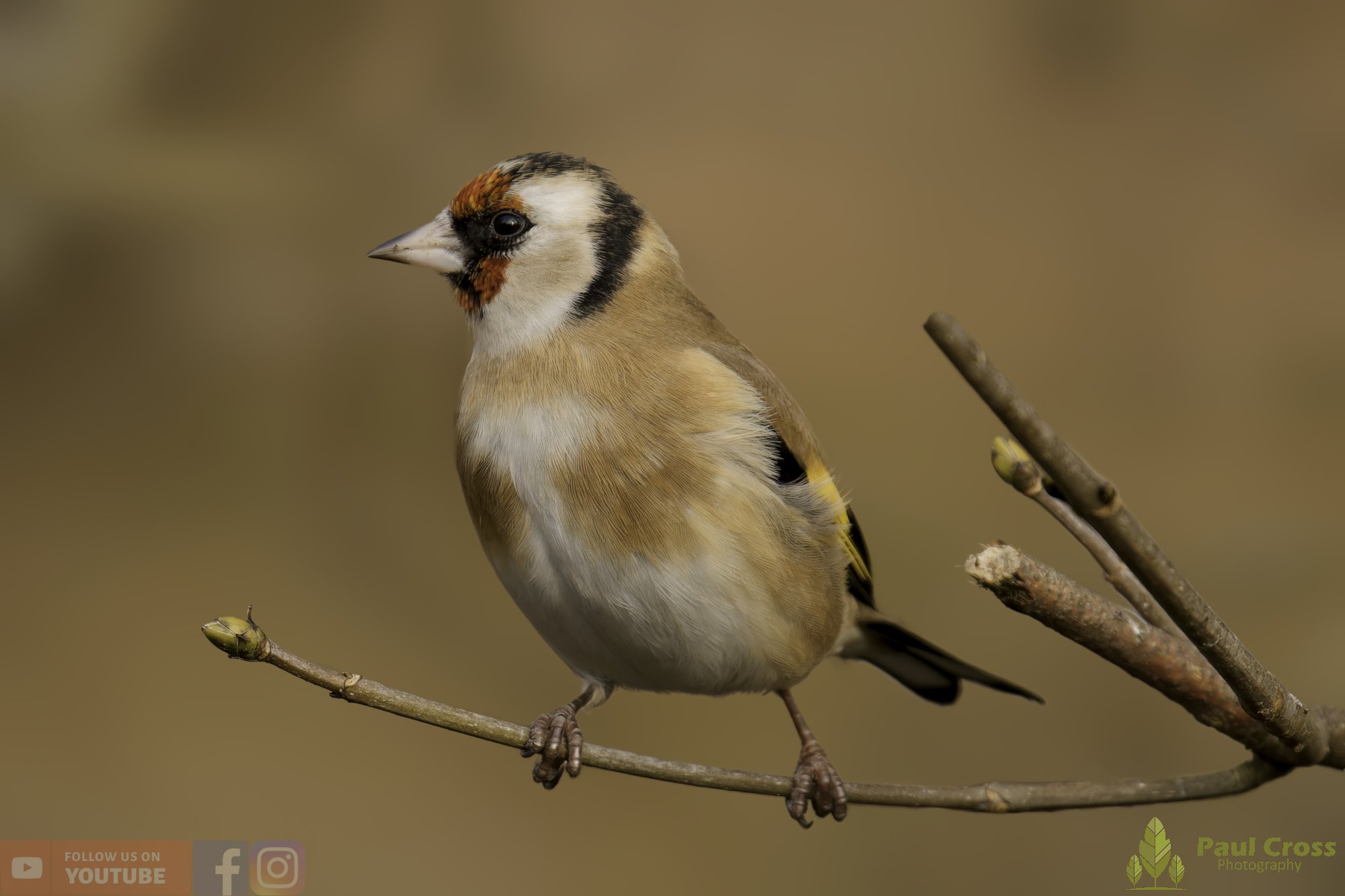 Goldfinch-00289.jpg