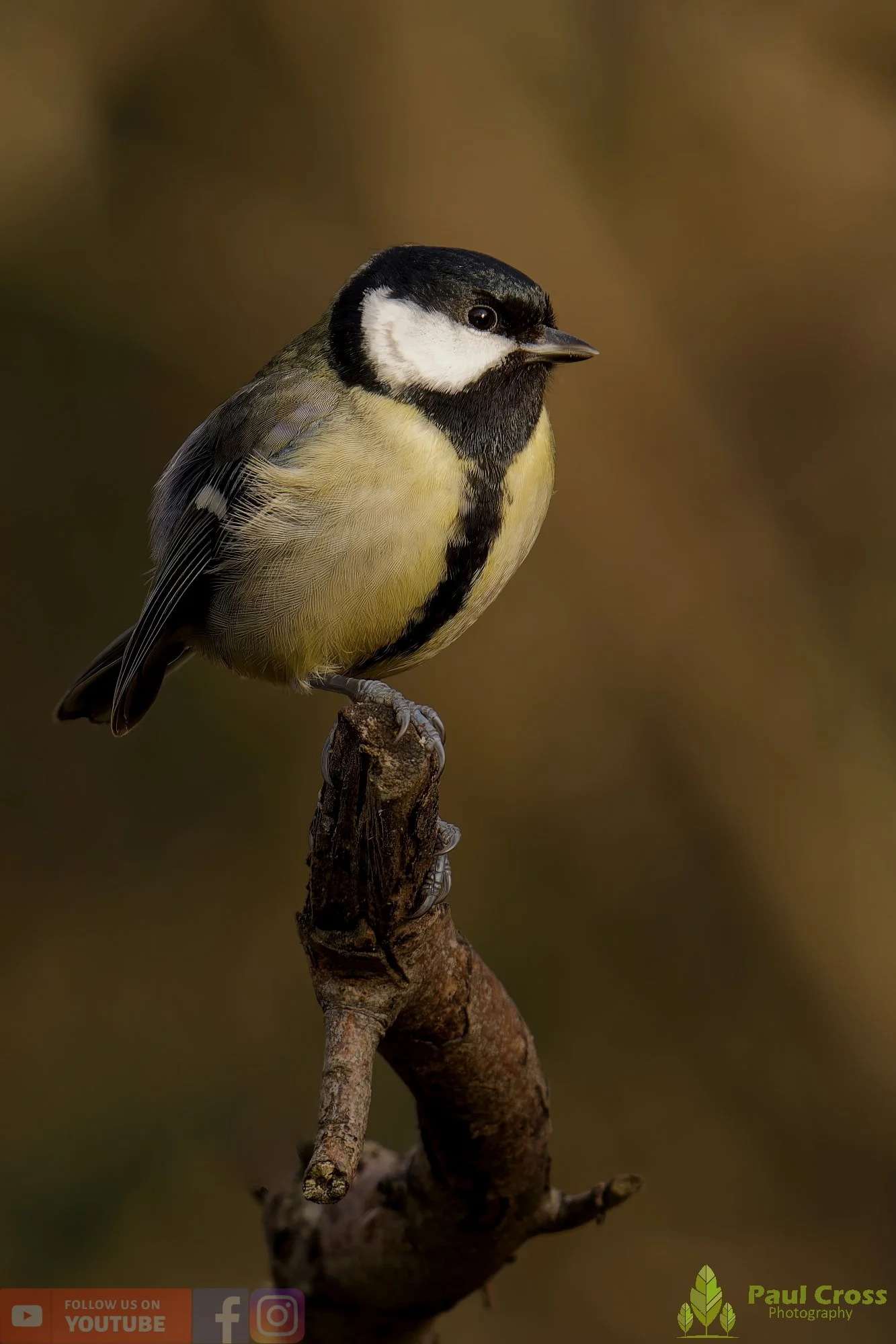 Great Tit-00335.jpg
