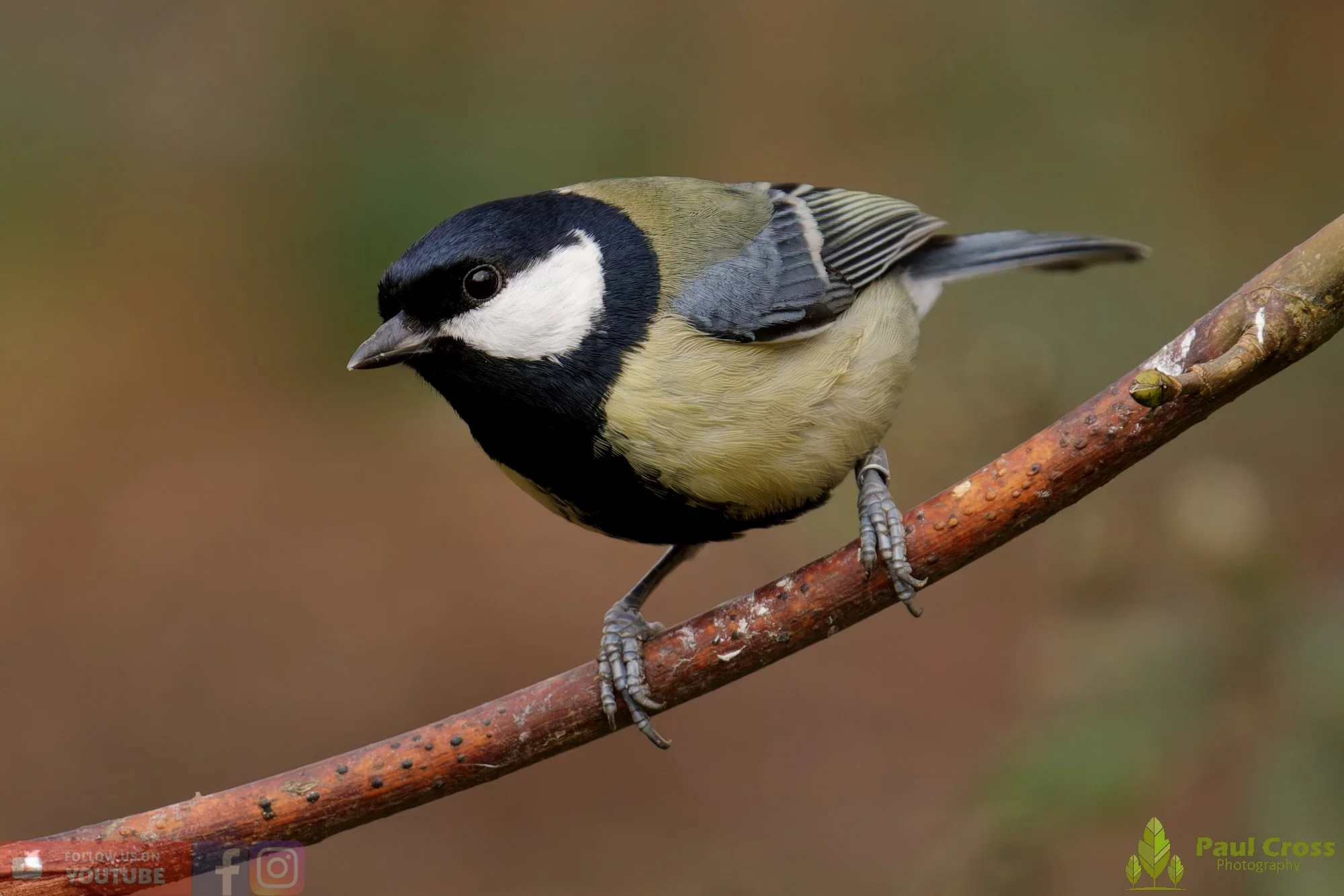 Great Tit-00336.jpg