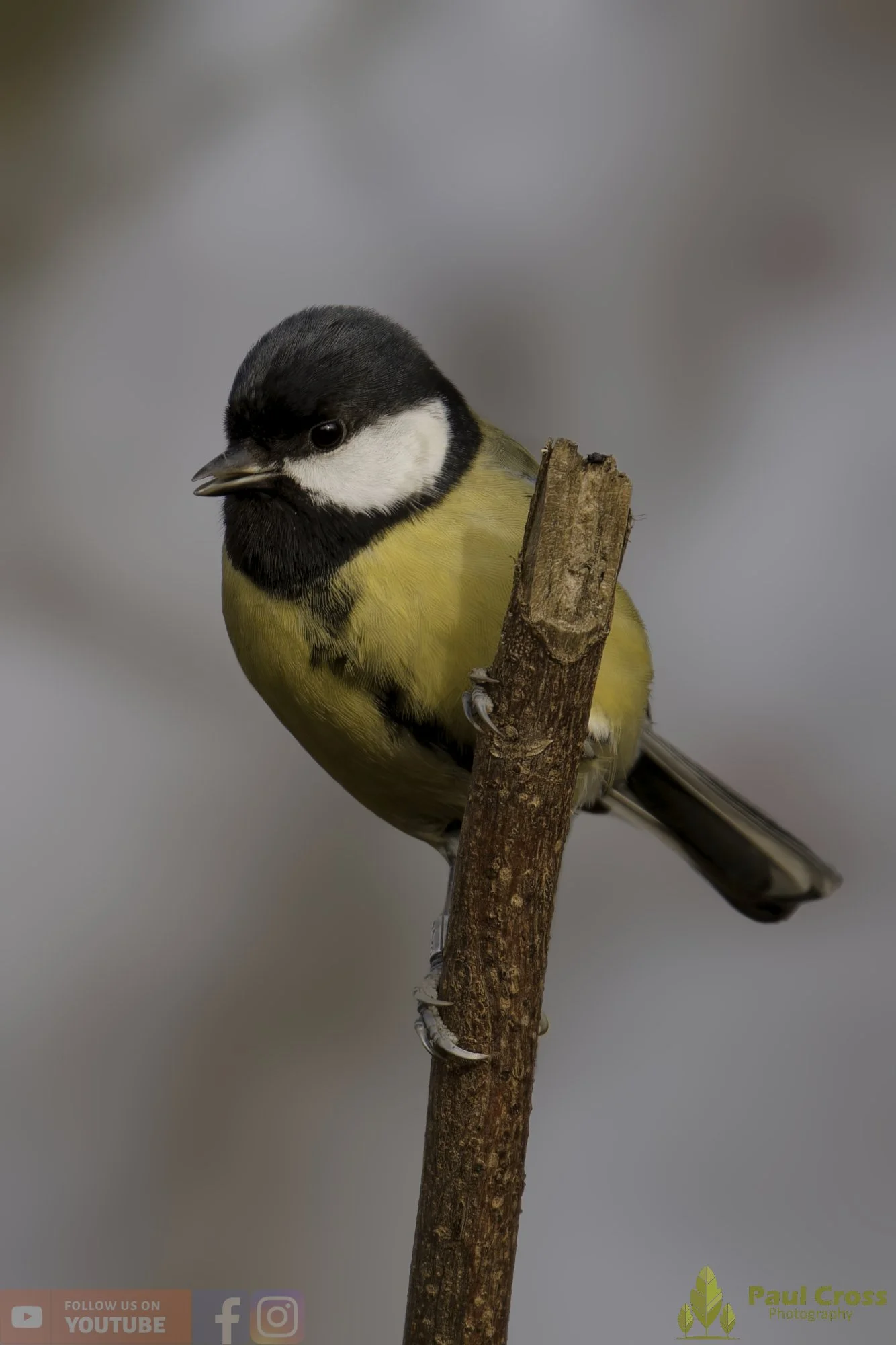 Great Tit-00337.jpg