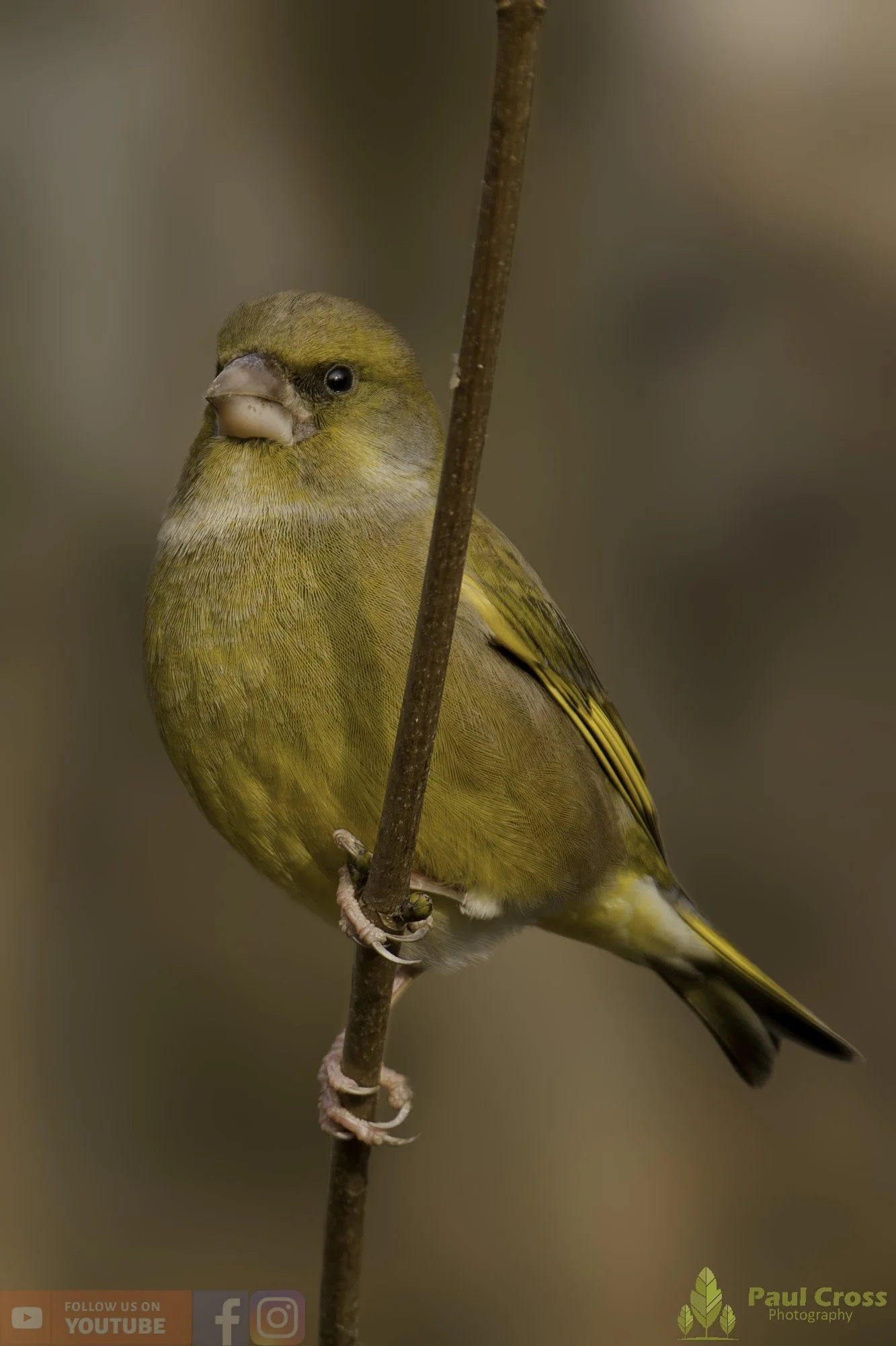 Greenfinch-00107.jpg