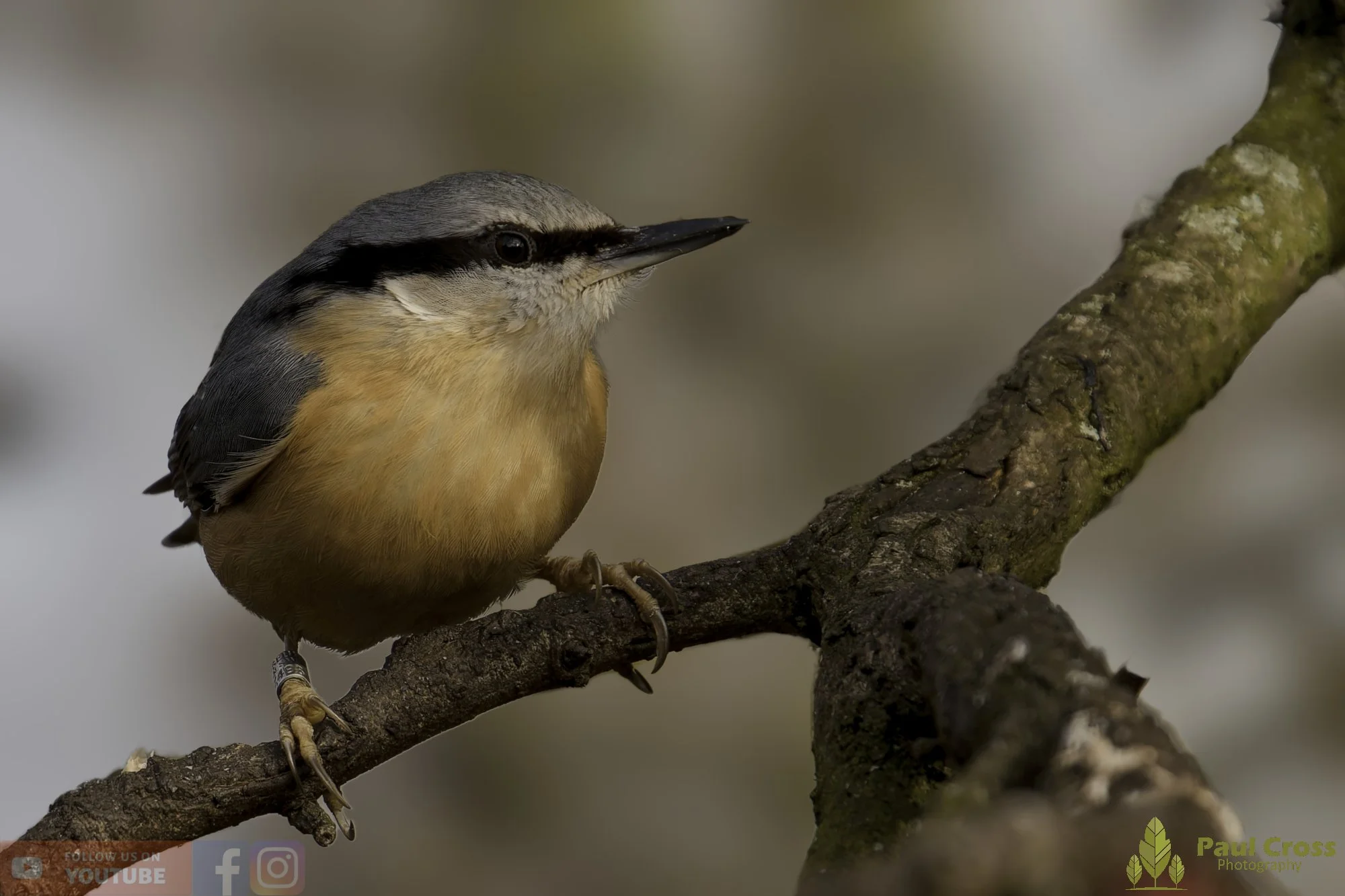 Nuthatch-00267.jpg