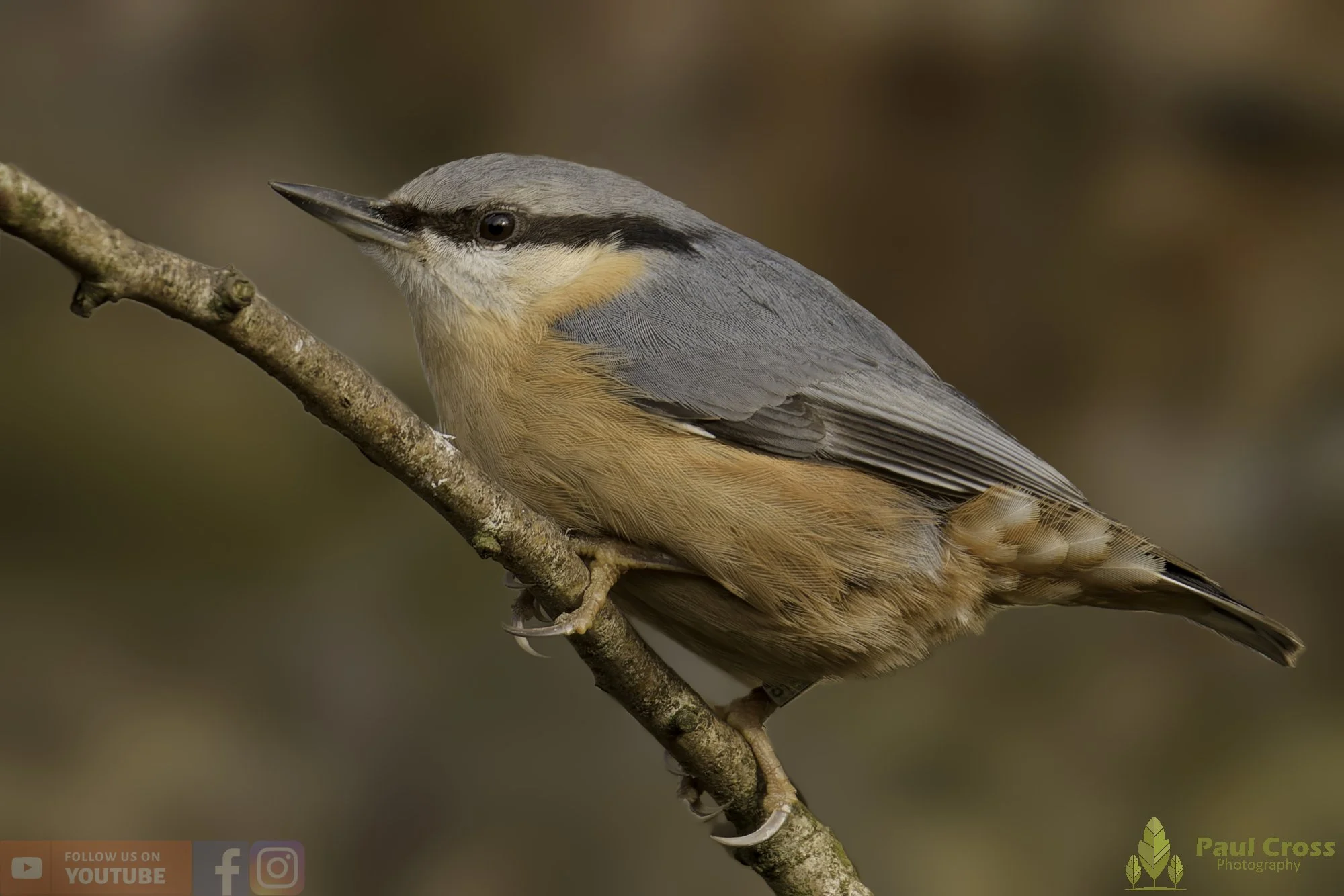 Nuthatch-00268.jpg
