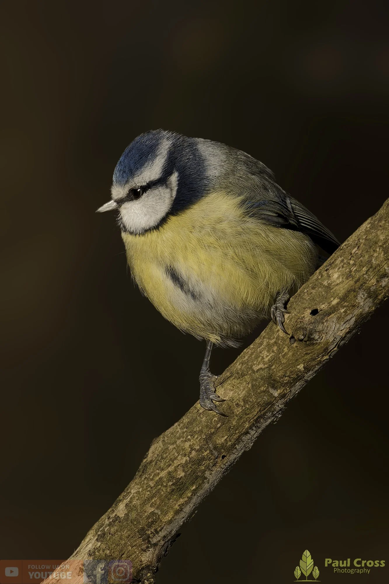 Blue Tit-01062.jpg