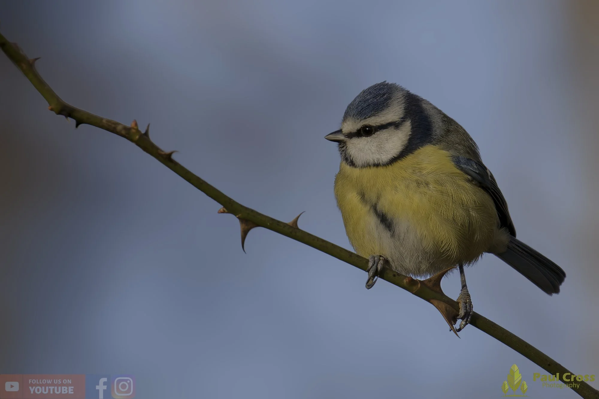 Blue Tit-01063.jpg