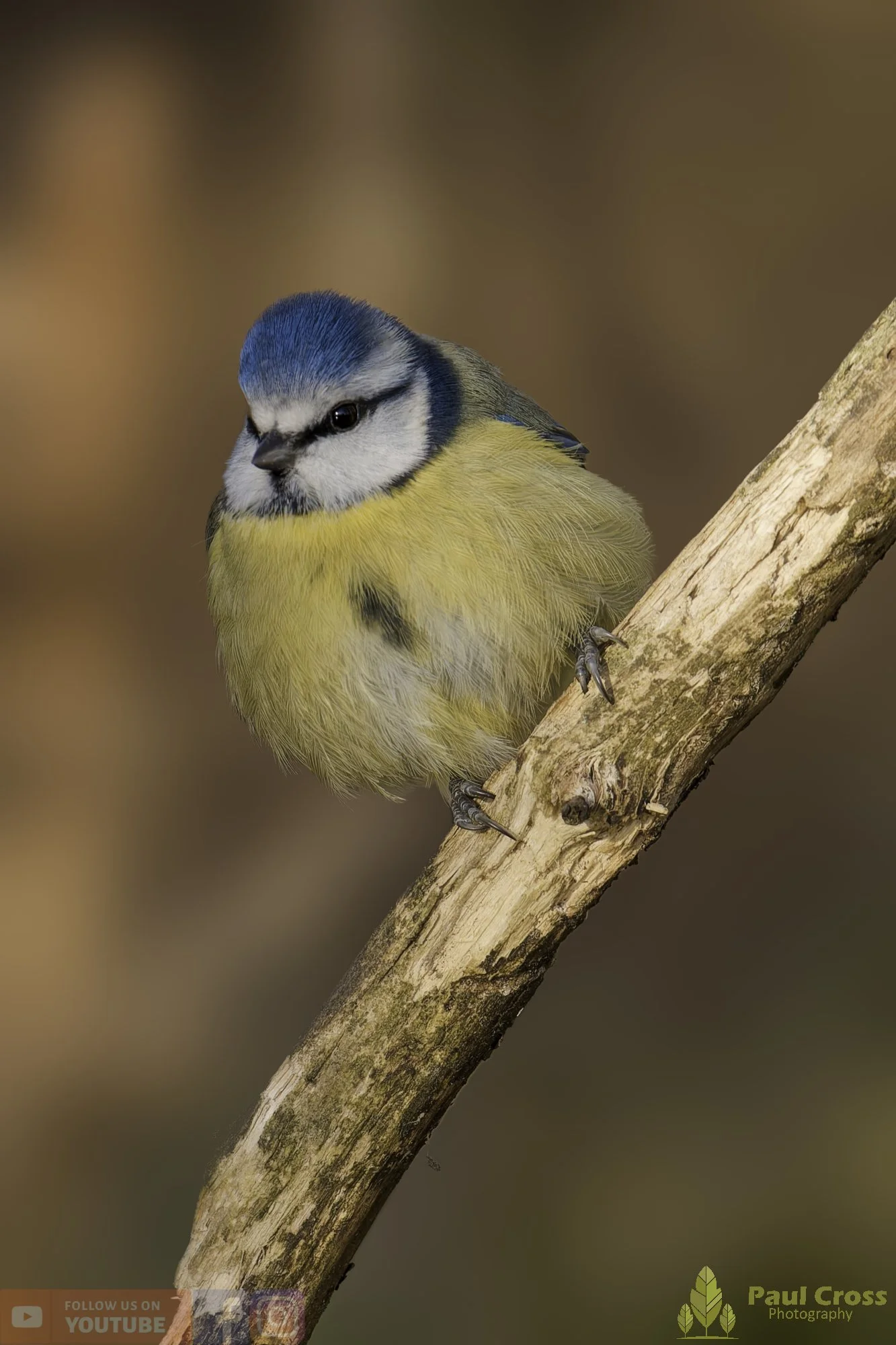 Blue Tit-01066.jpg
