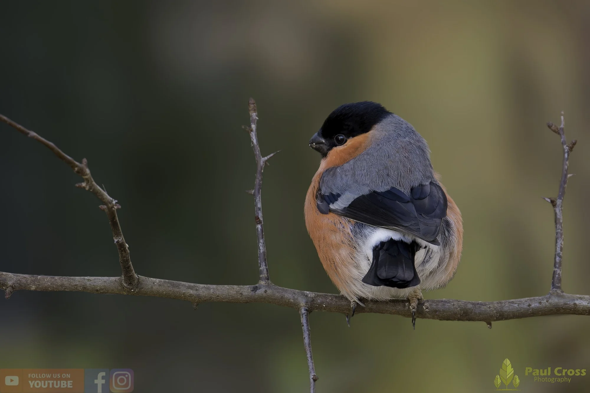 Bullfinch-00077.jpg
