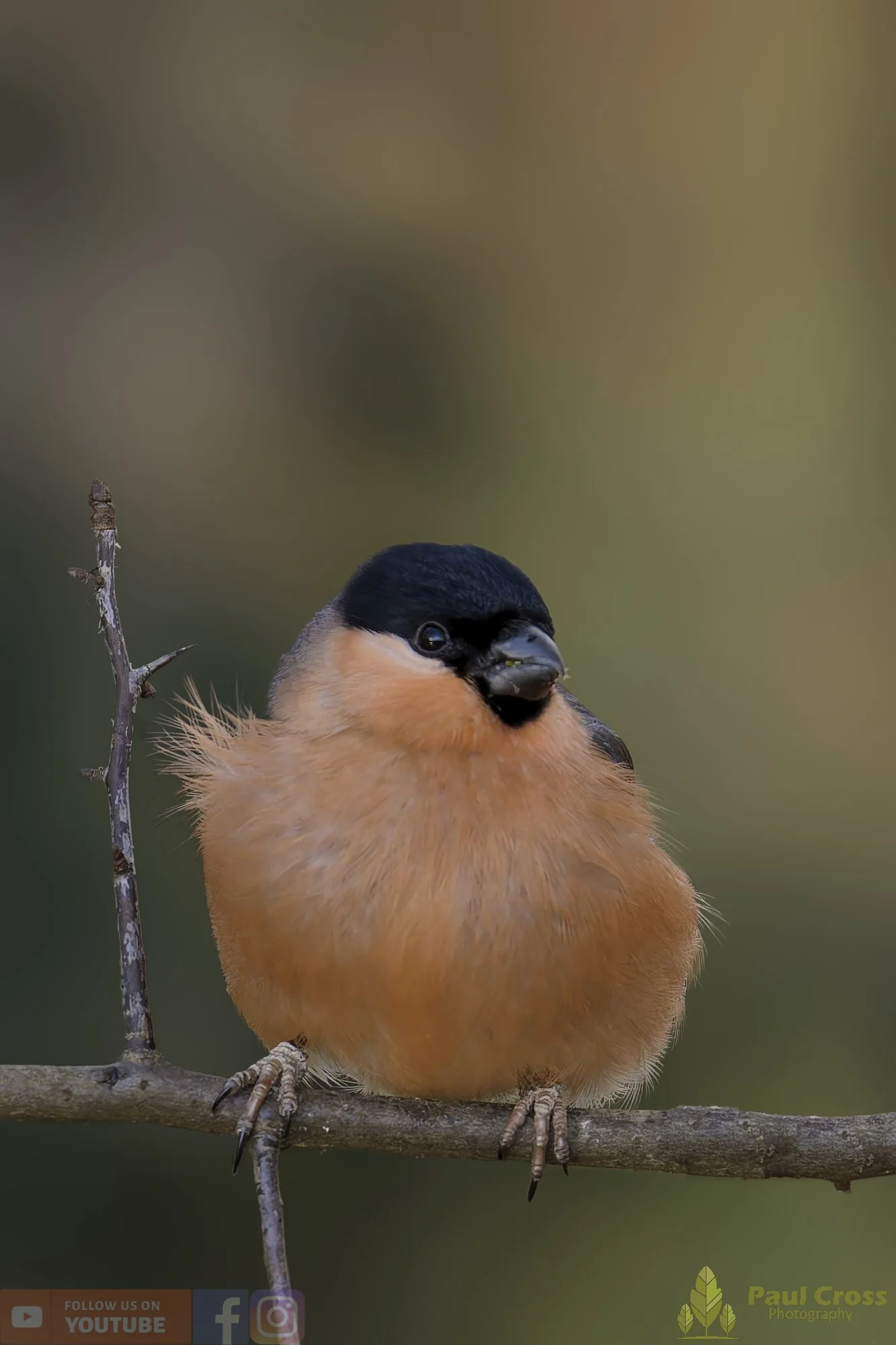 Bullfinch-00078.jpg