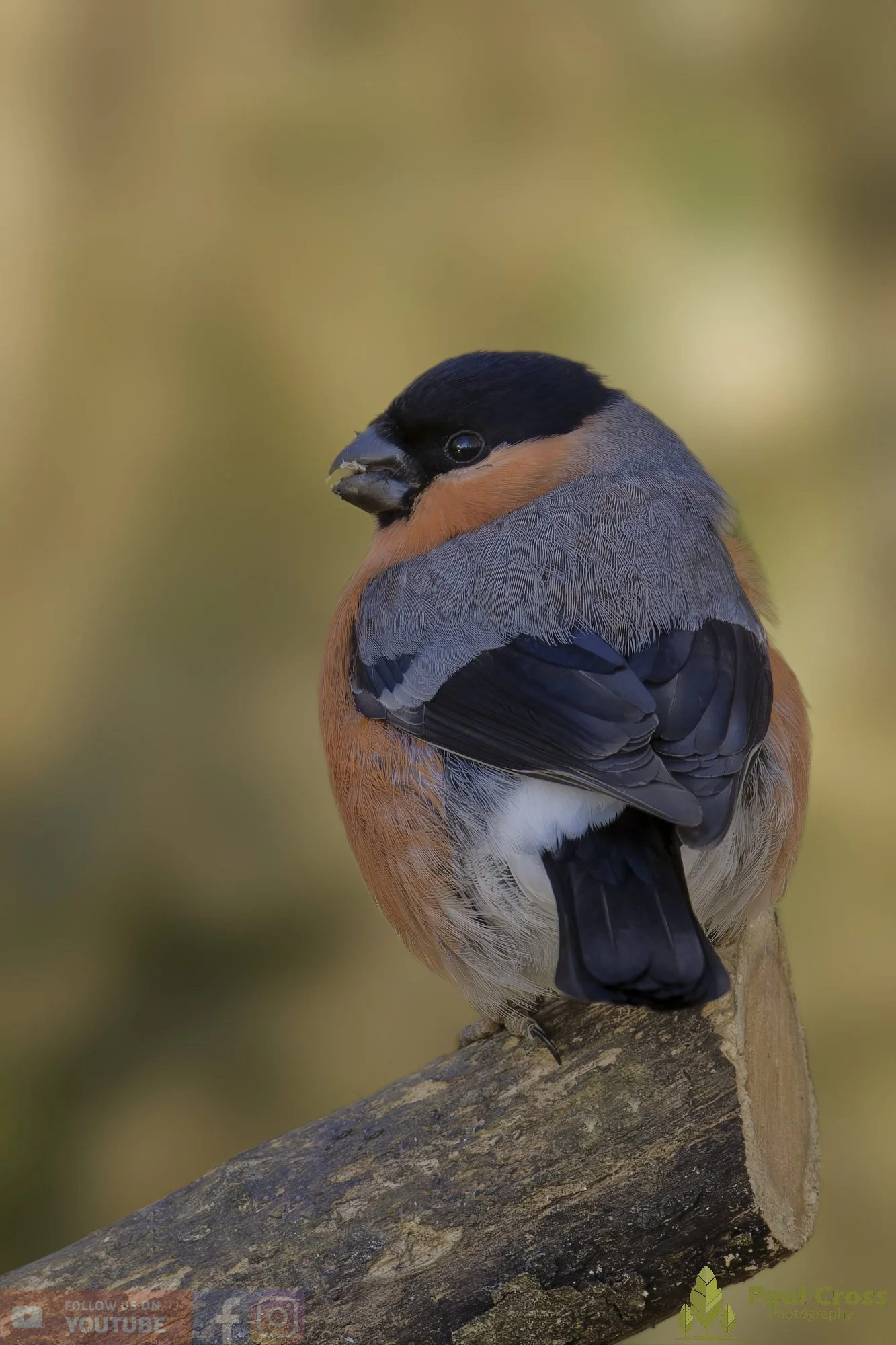 Bullfinch-00079.jpg