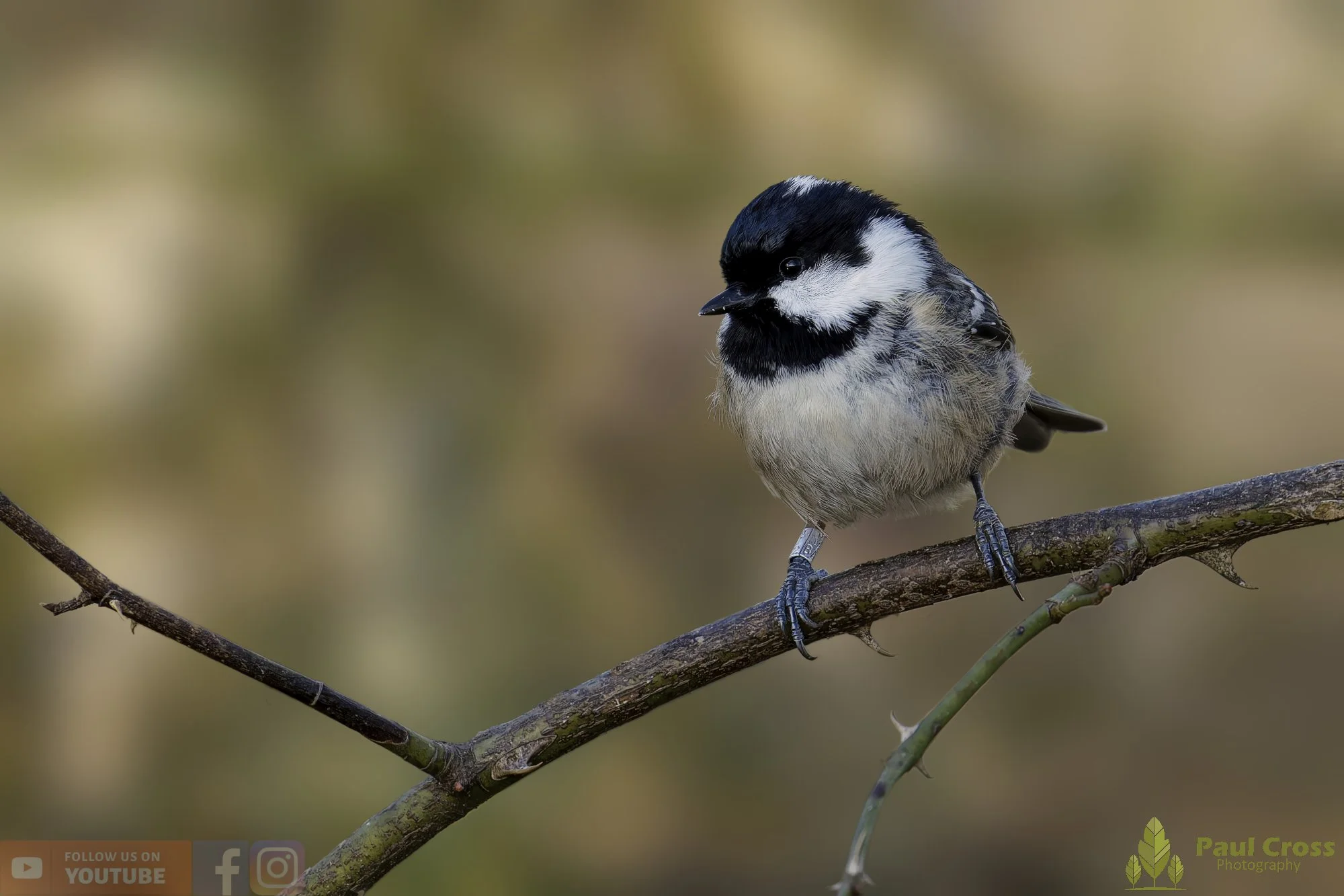 Coal Tit-00170.jpg