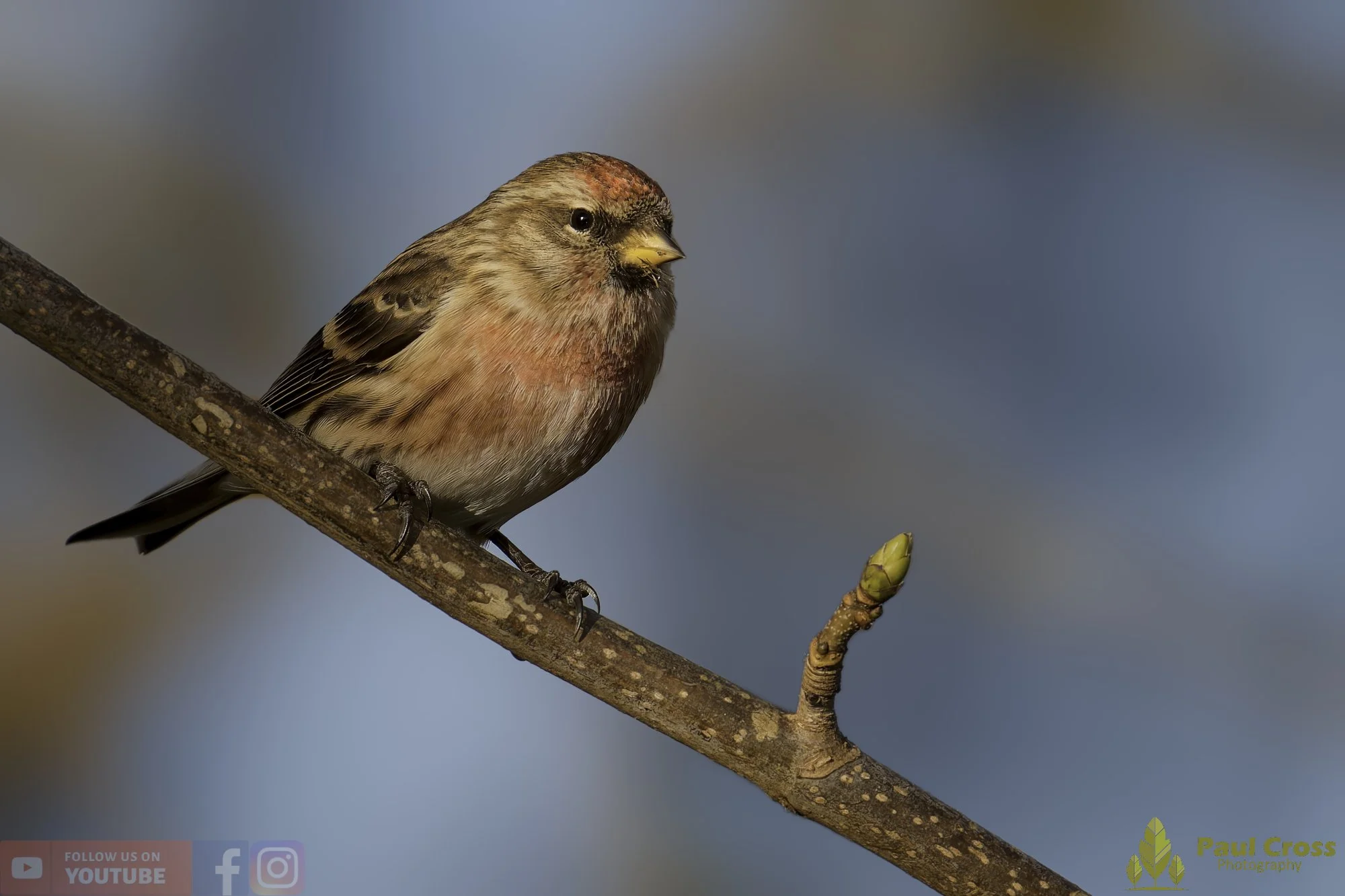 Common Repoll-00176.jpg