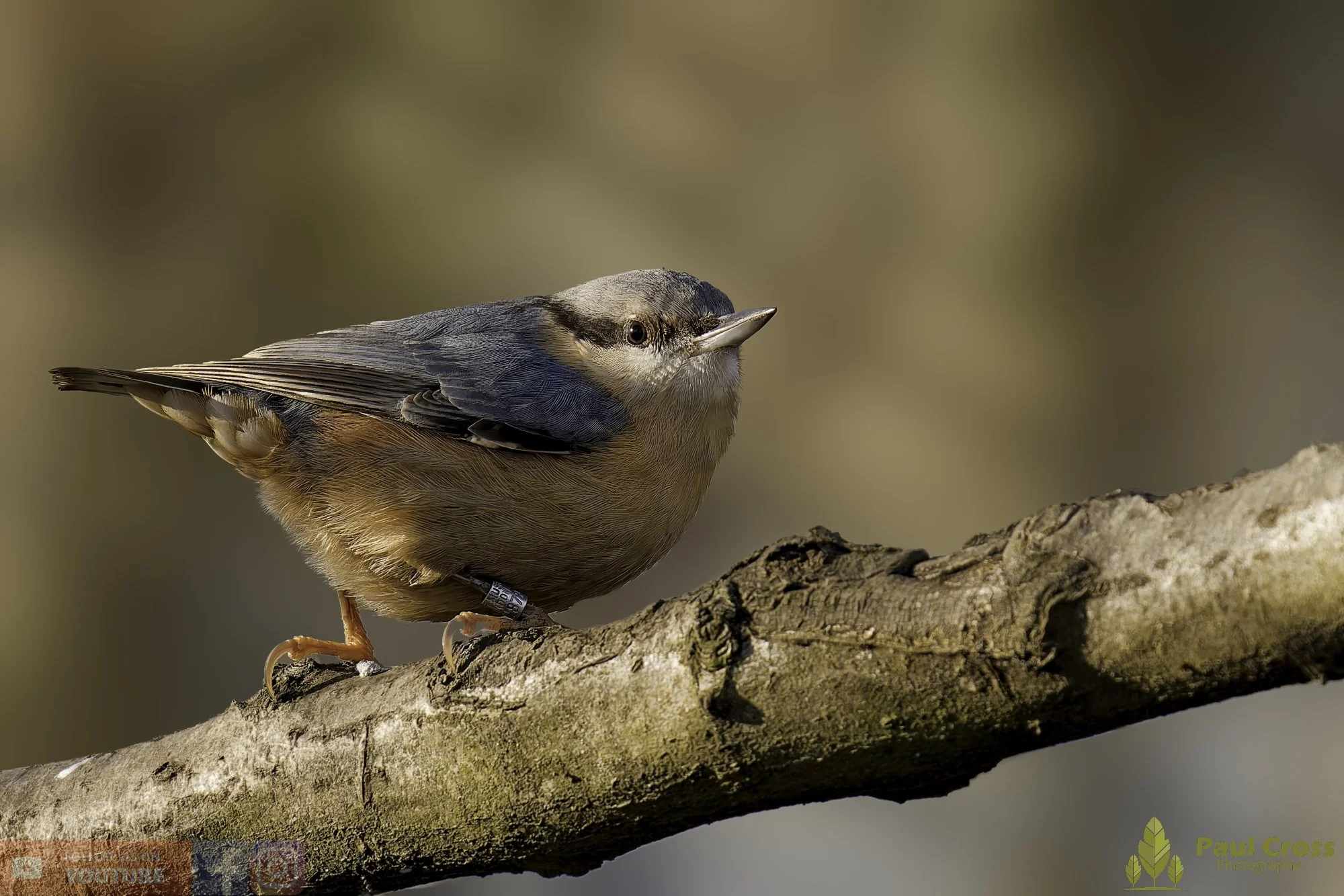 Nuthatch-00279.jpg