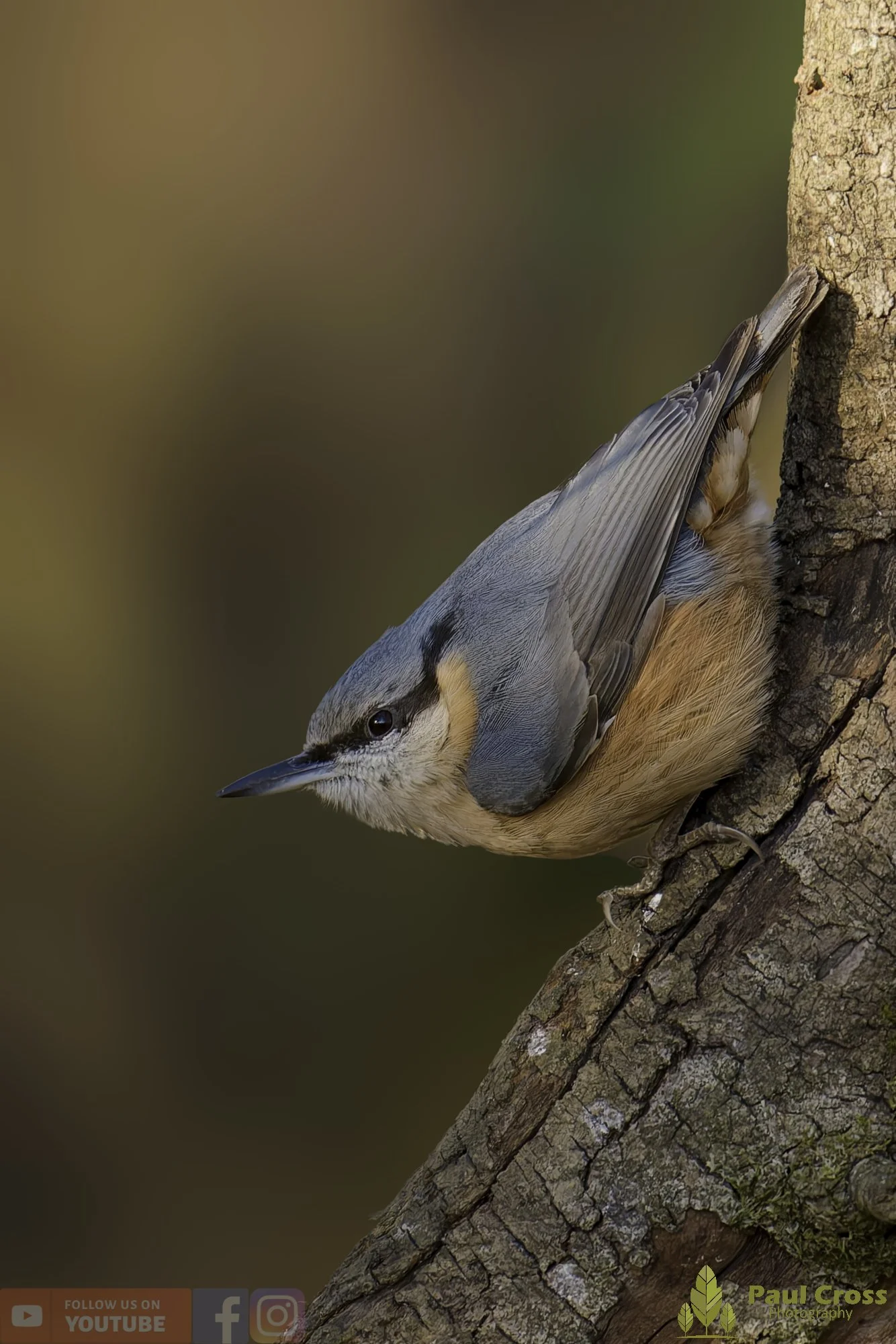 Nuthatch-00281.jpg
