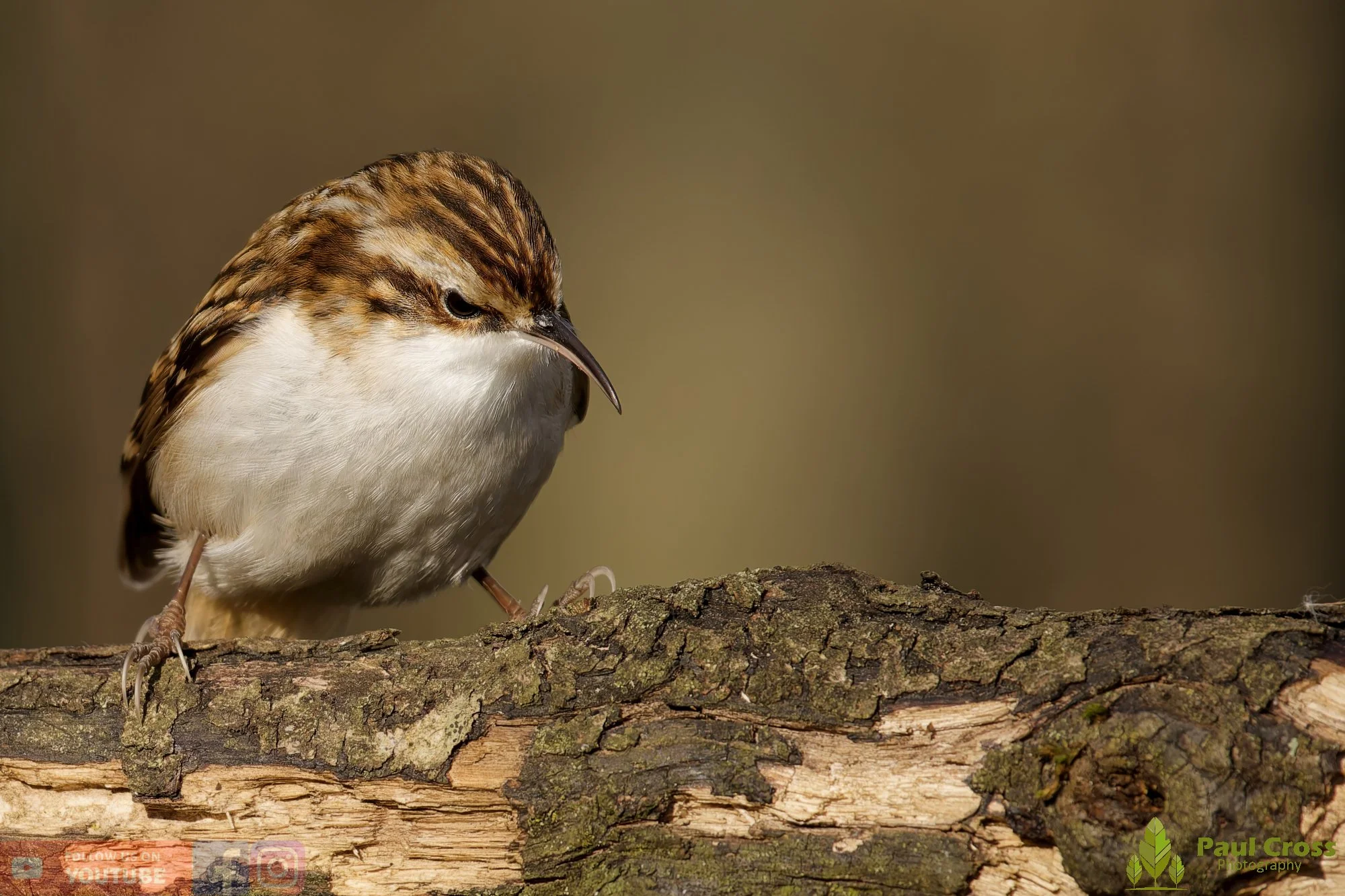 Treecreeper-00082.jpg