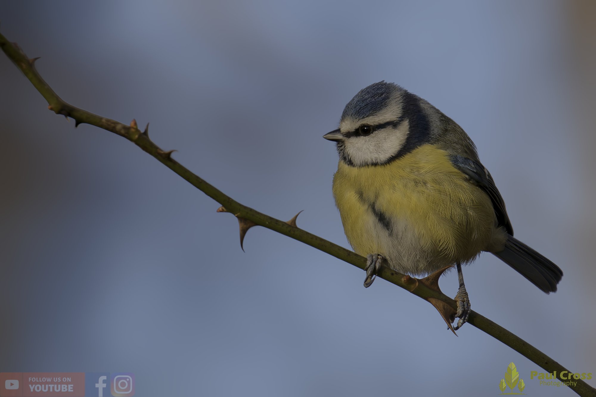 Blue Tit-01063.jpg