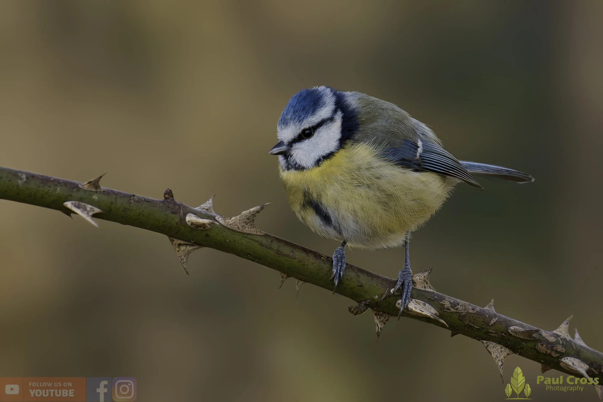 Blue Tit-01065.jpg
