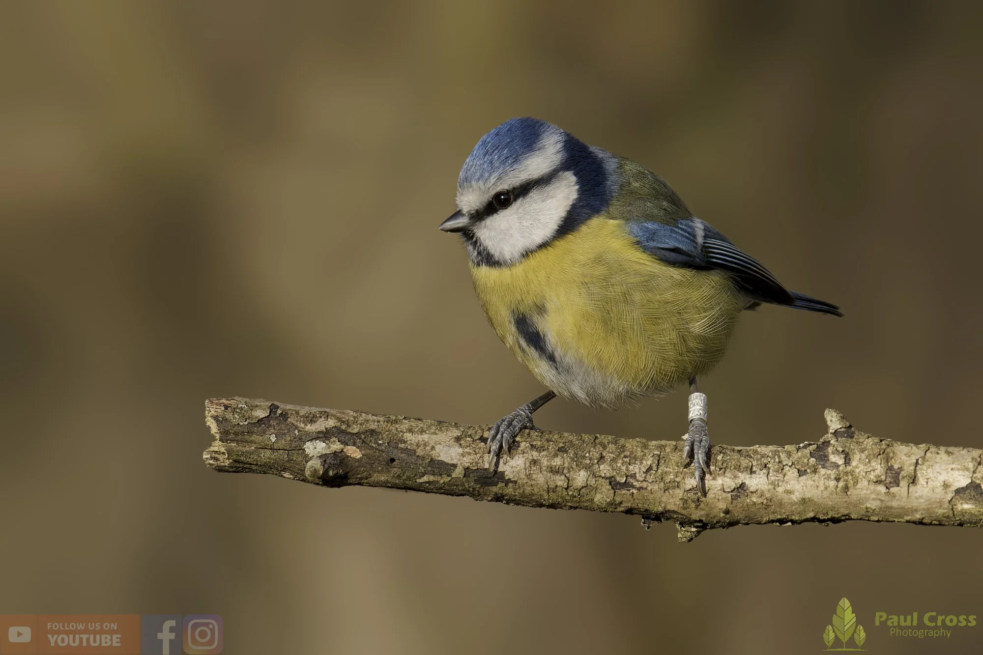 Blue Tit-01067.jpg