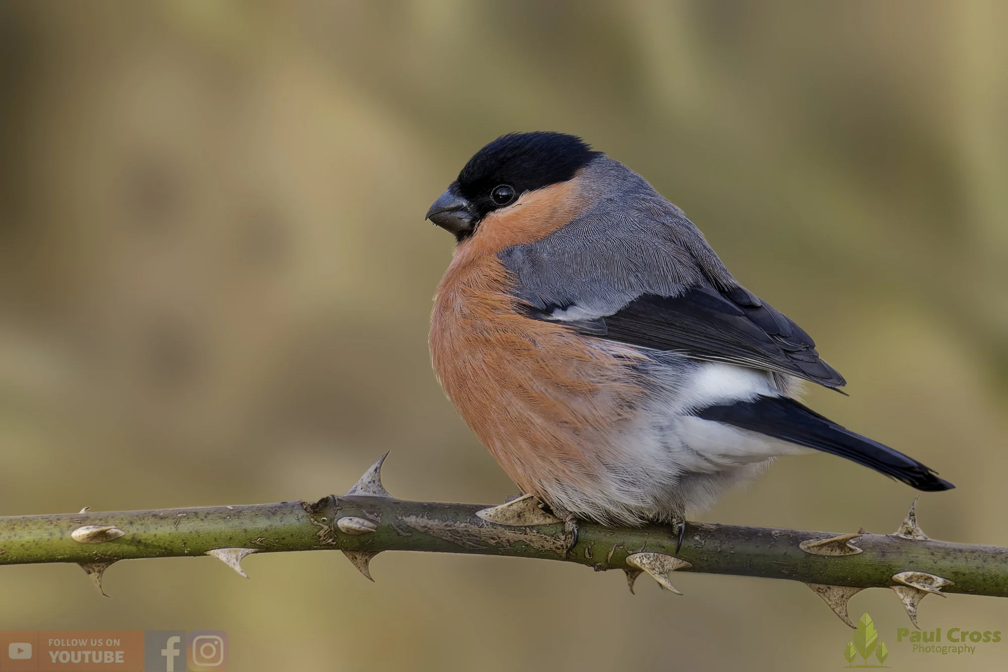 Bullfinch-00075.jpg