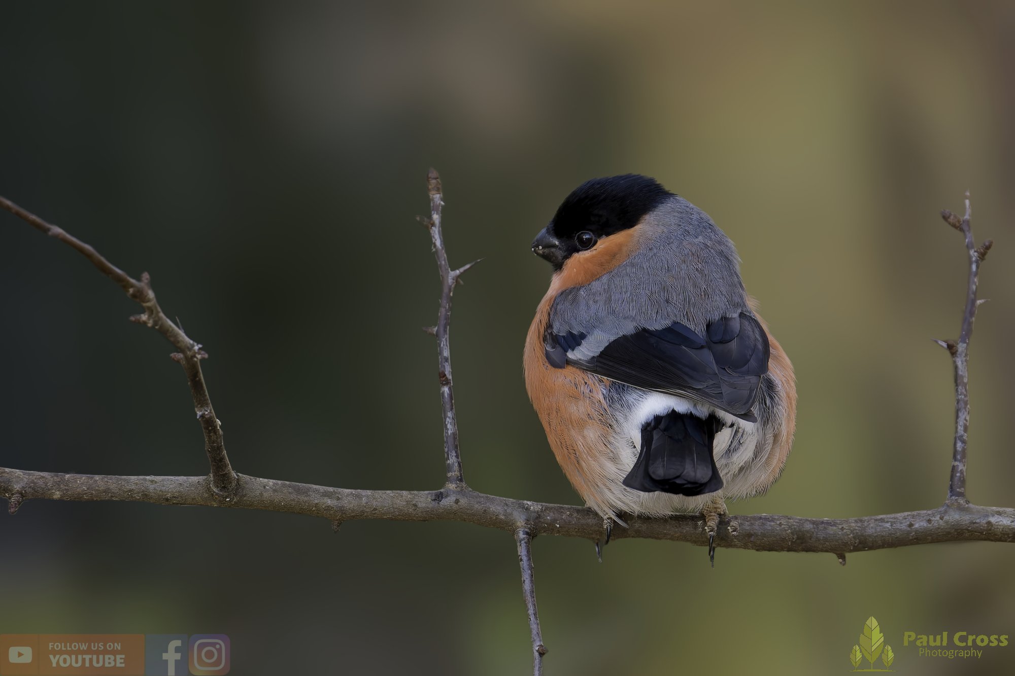 Bullfinch-00077.jpg