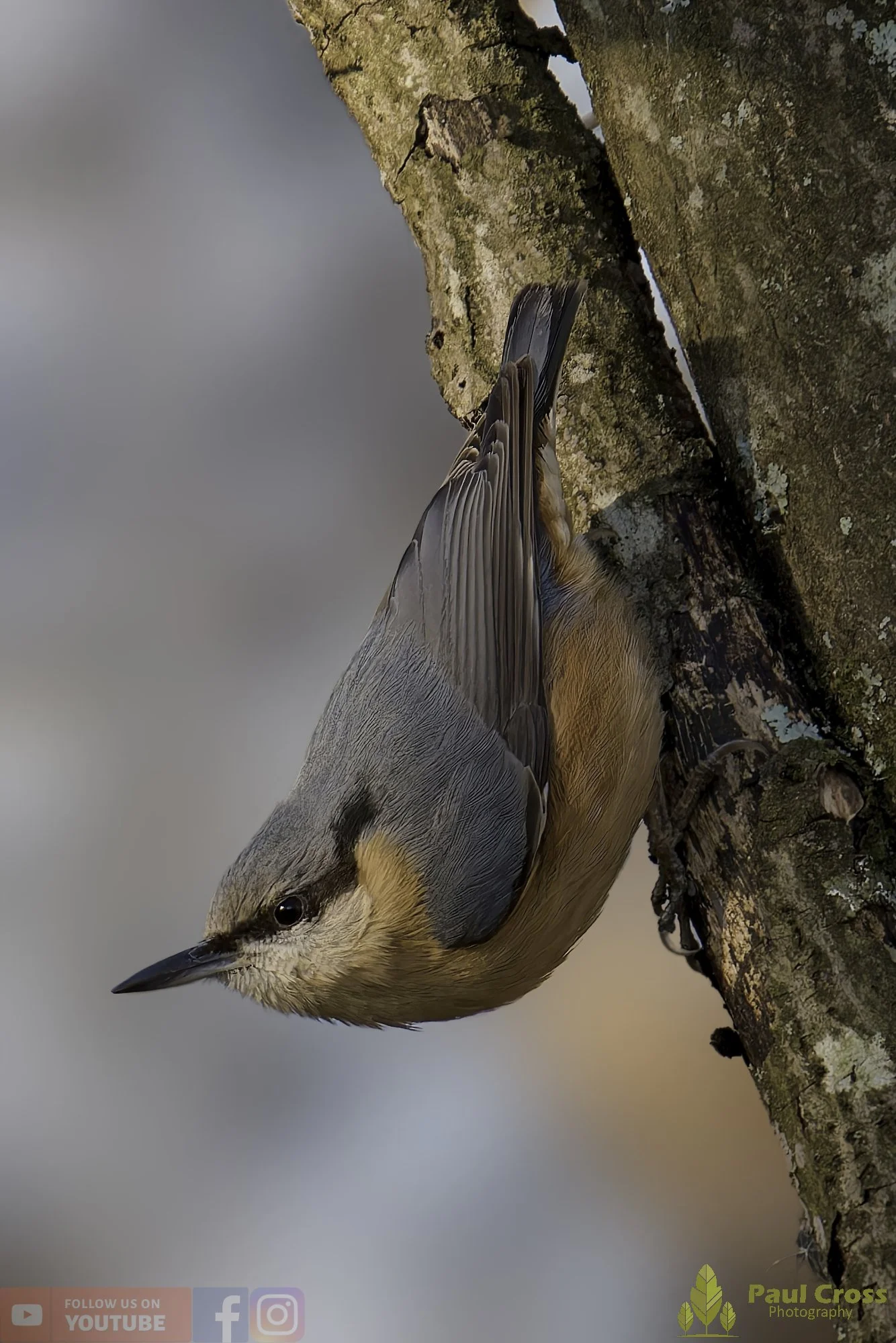 Nuthatch-00284.jpg