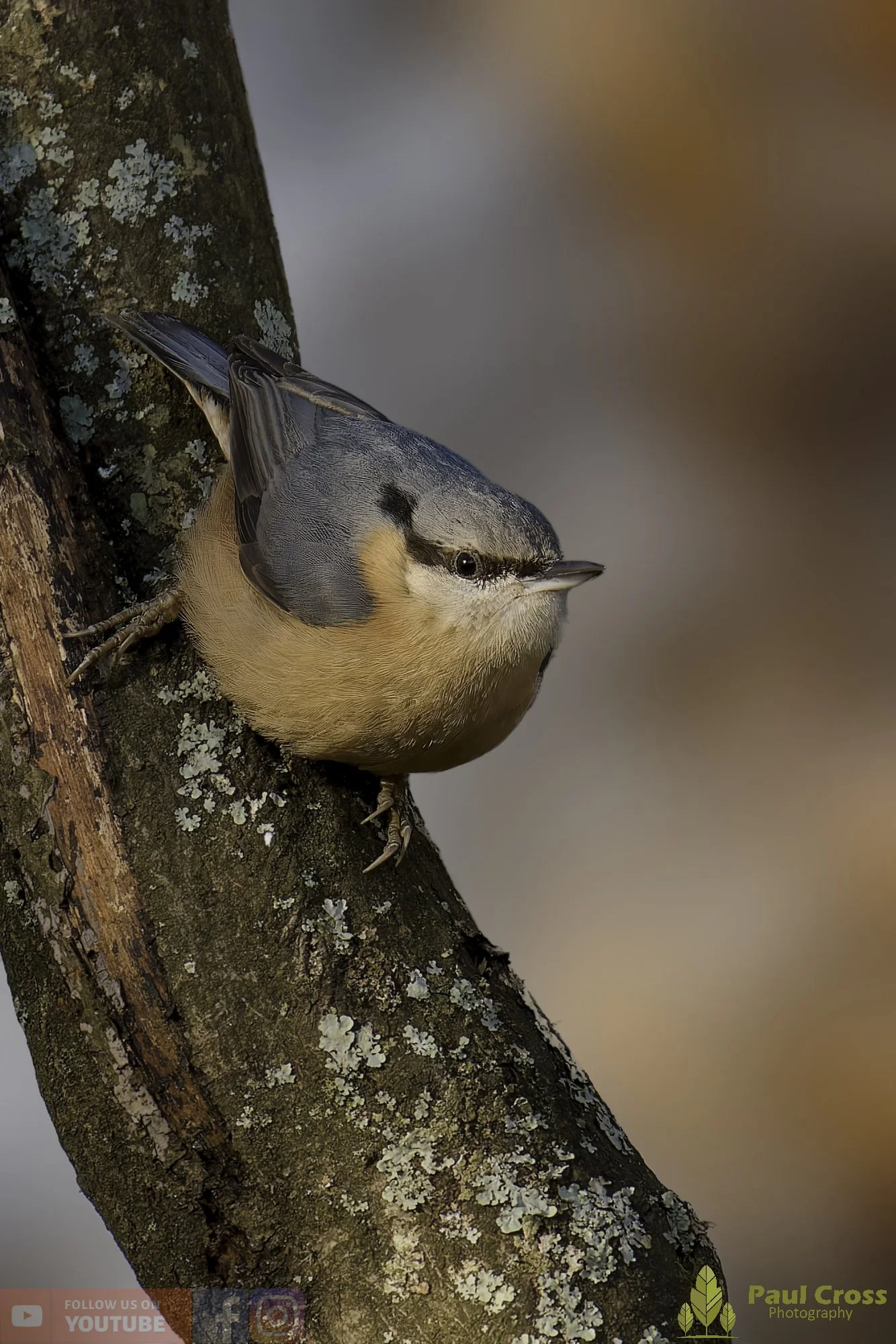 Nuthatch-00285.jpg