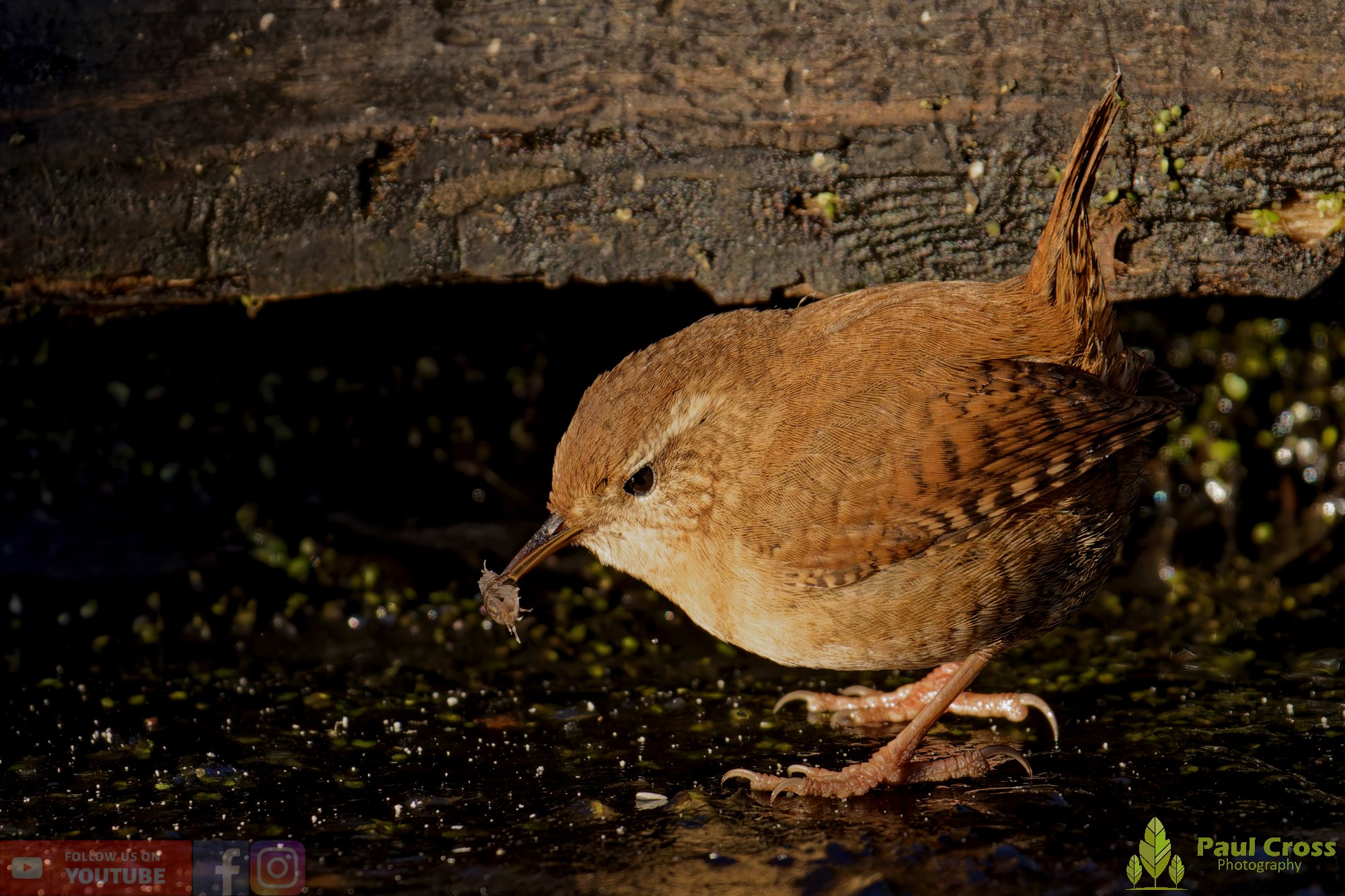 Wren-00503.jpg