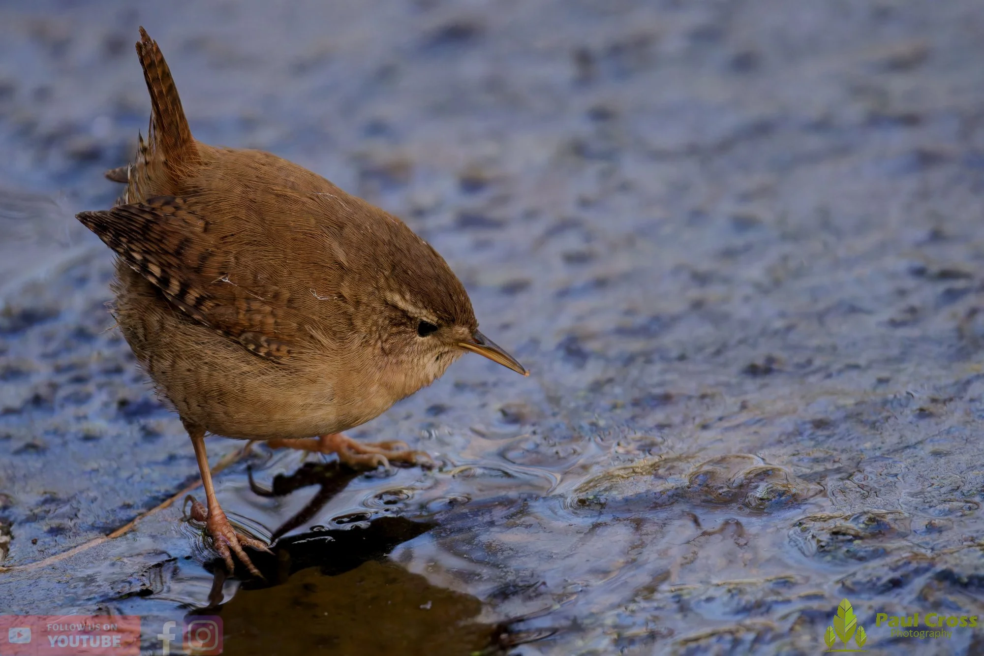 Wren-00504.jpg