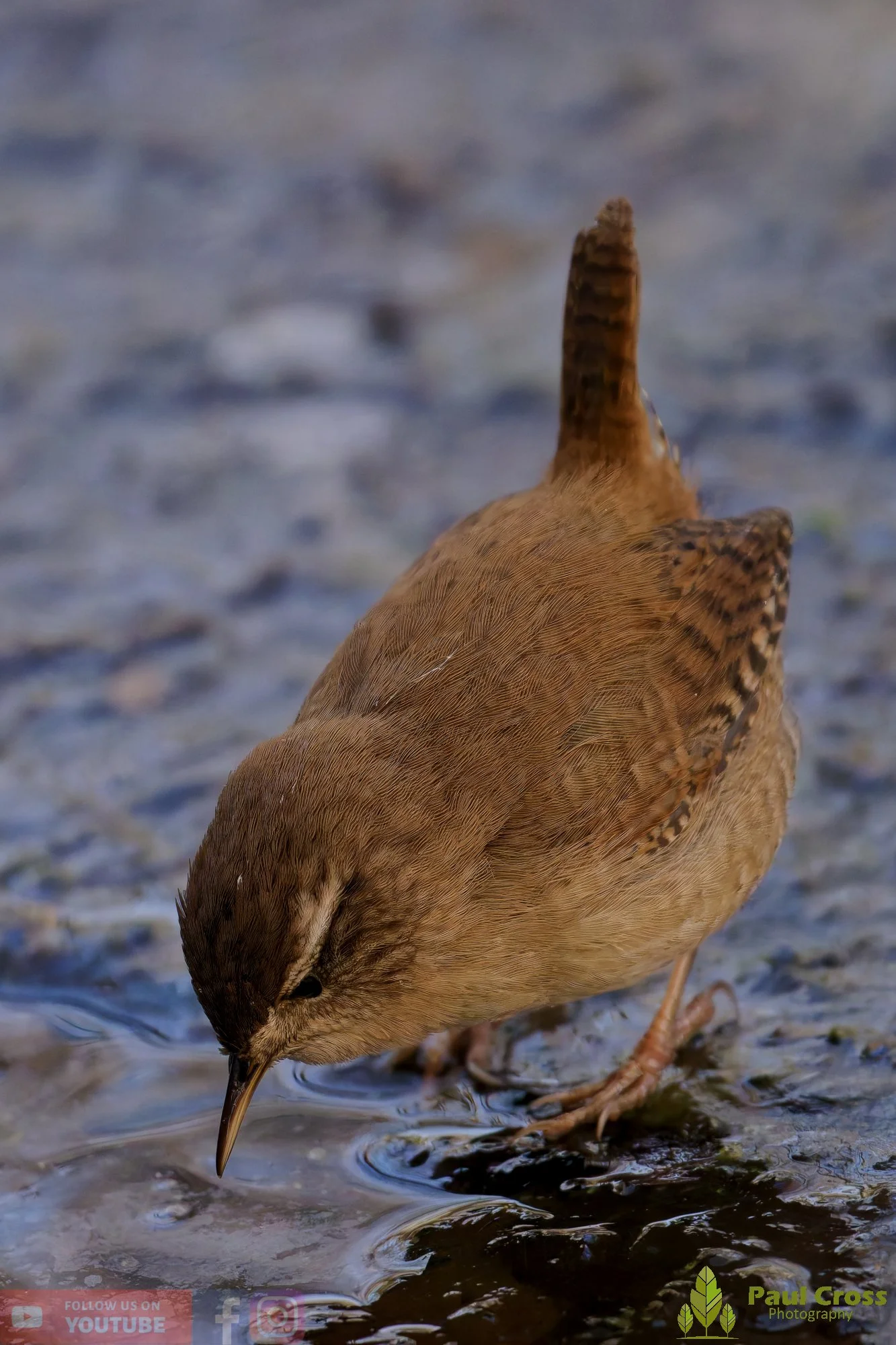 Wren-00505.jpg