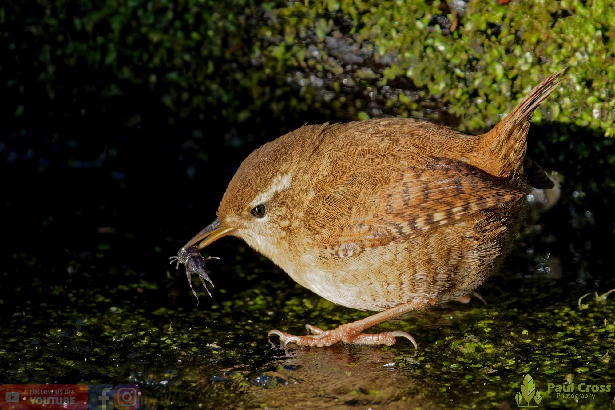 Wren-00512.jpg