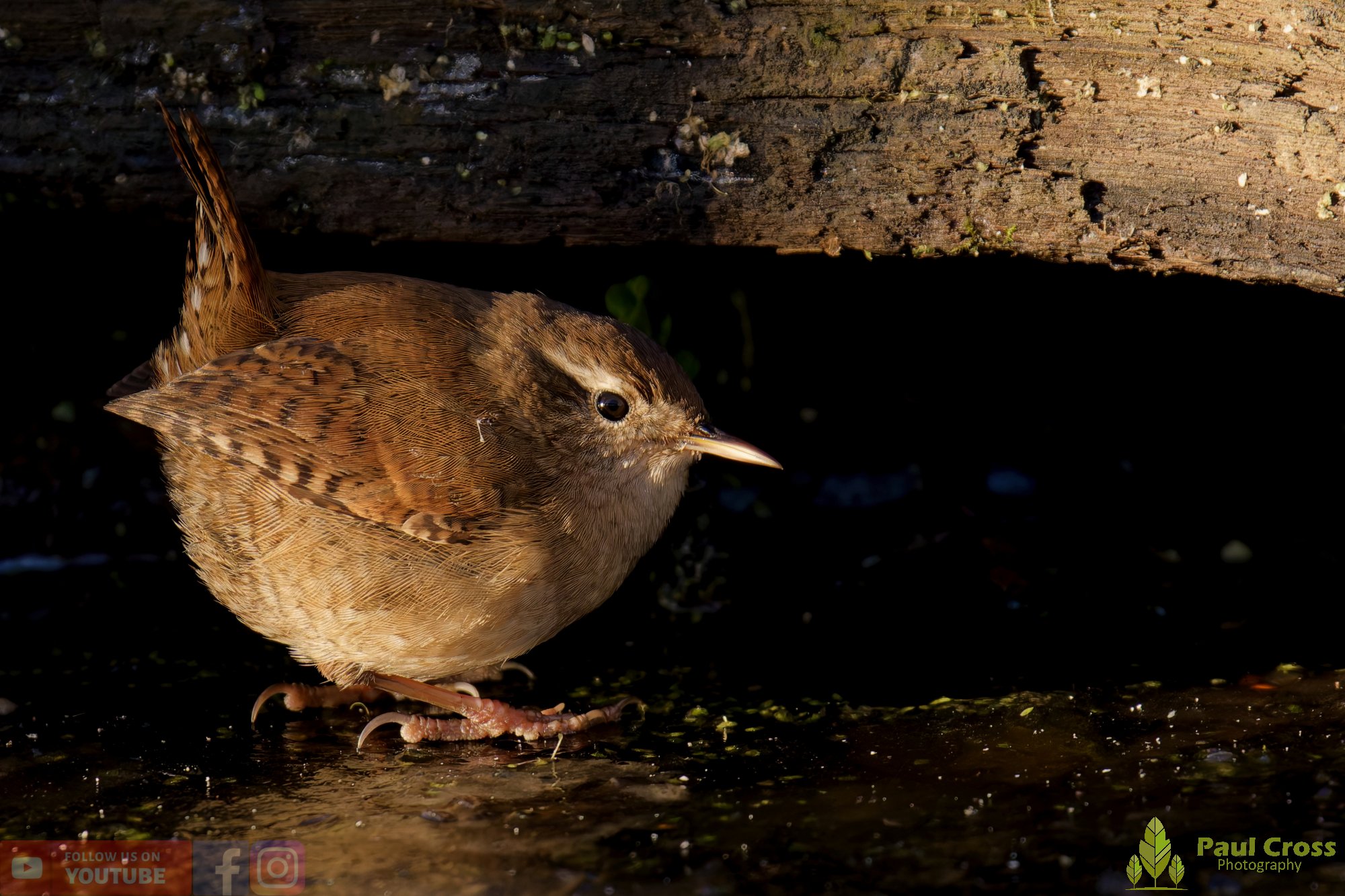 Wren-00511.jpg