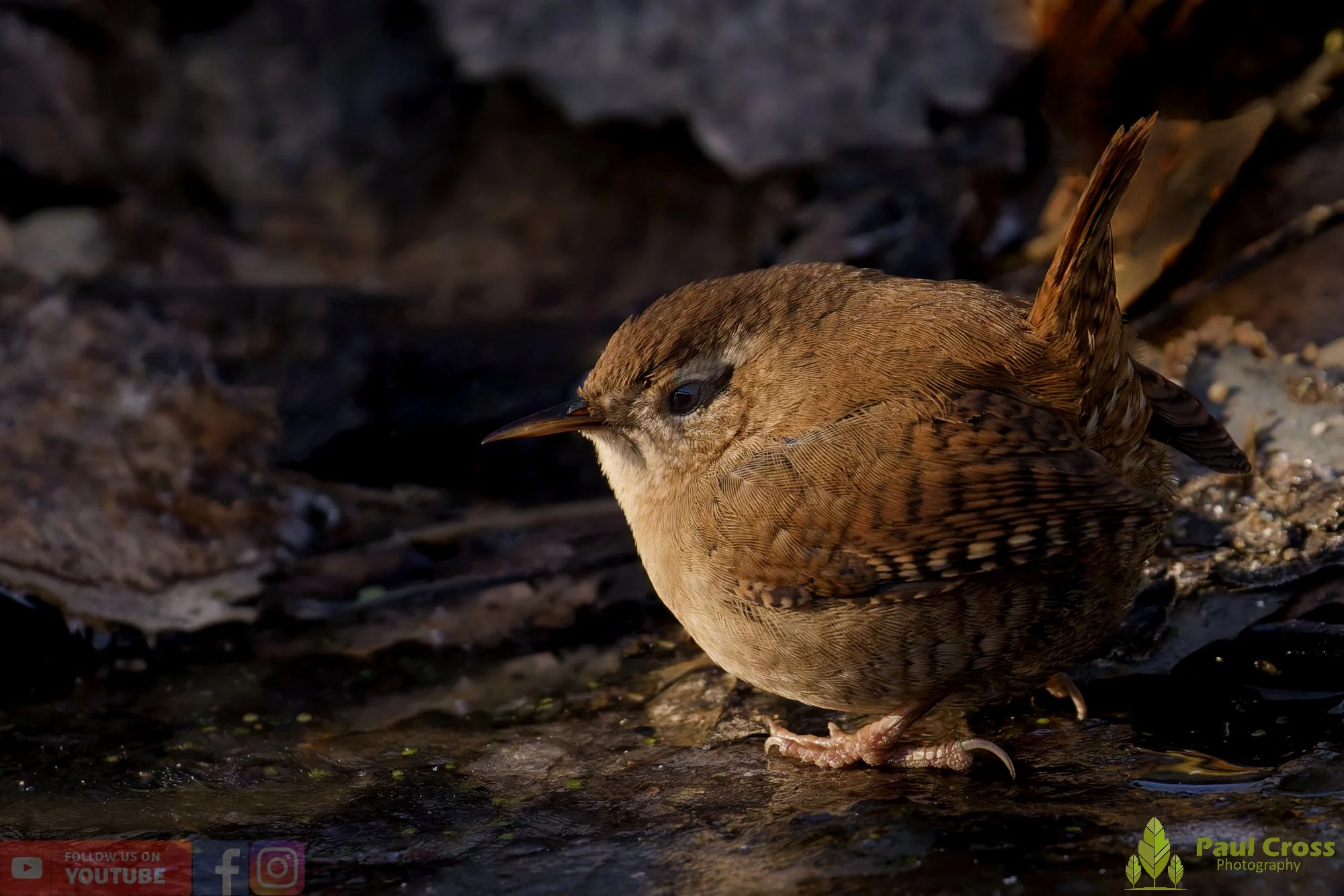 Wren-00514.jpg