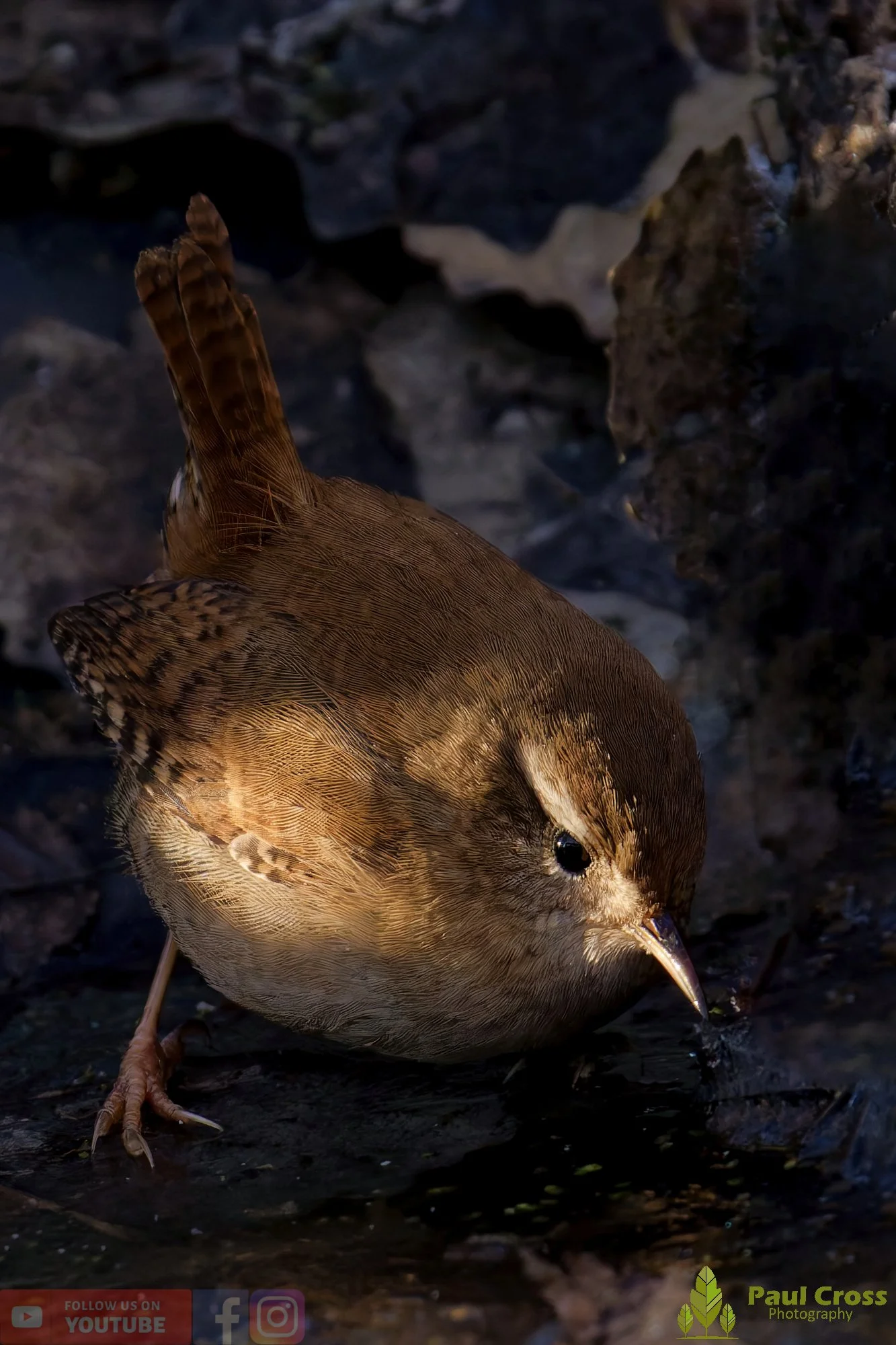 Wren-00515.jpg