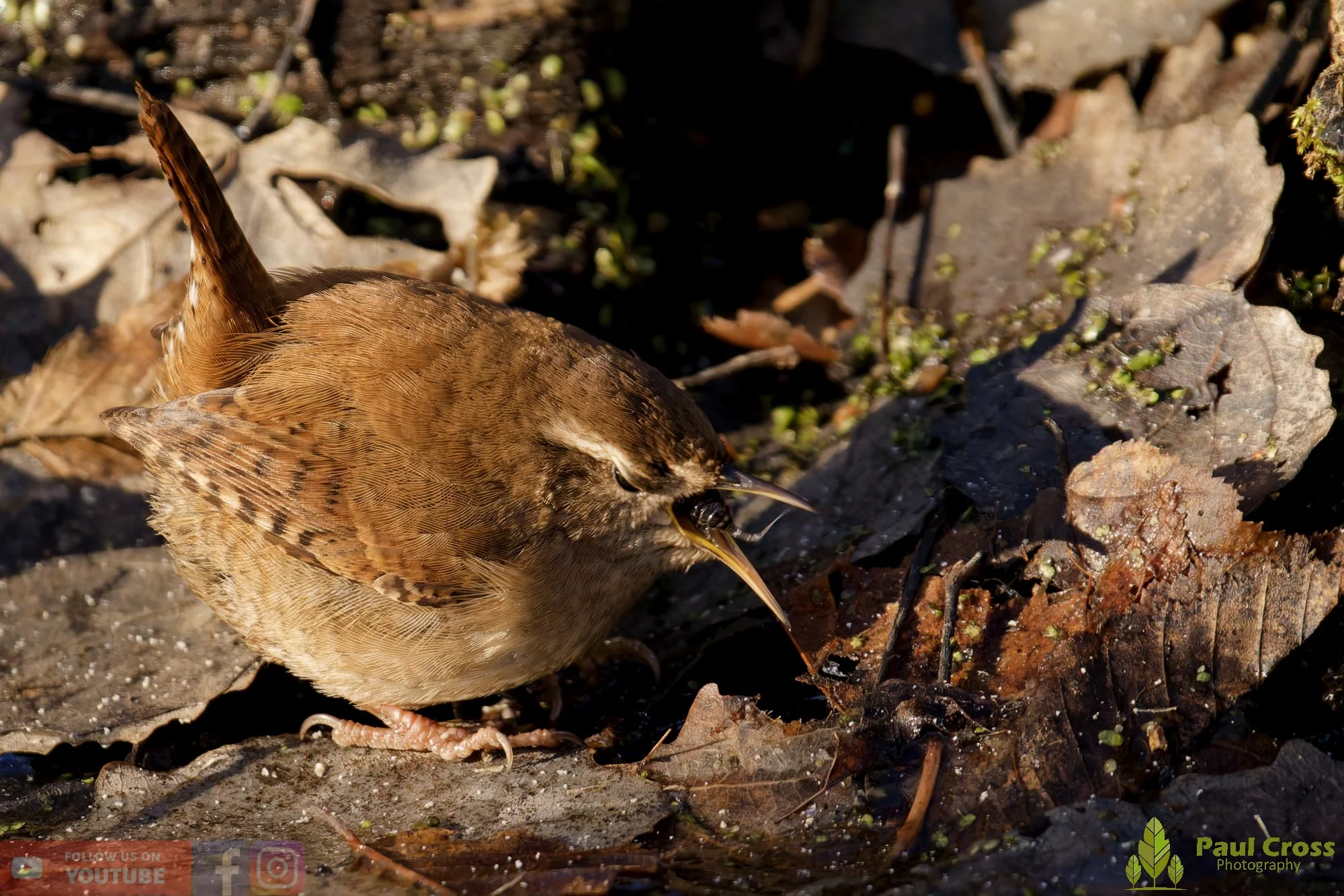 Wren-00518.jpg