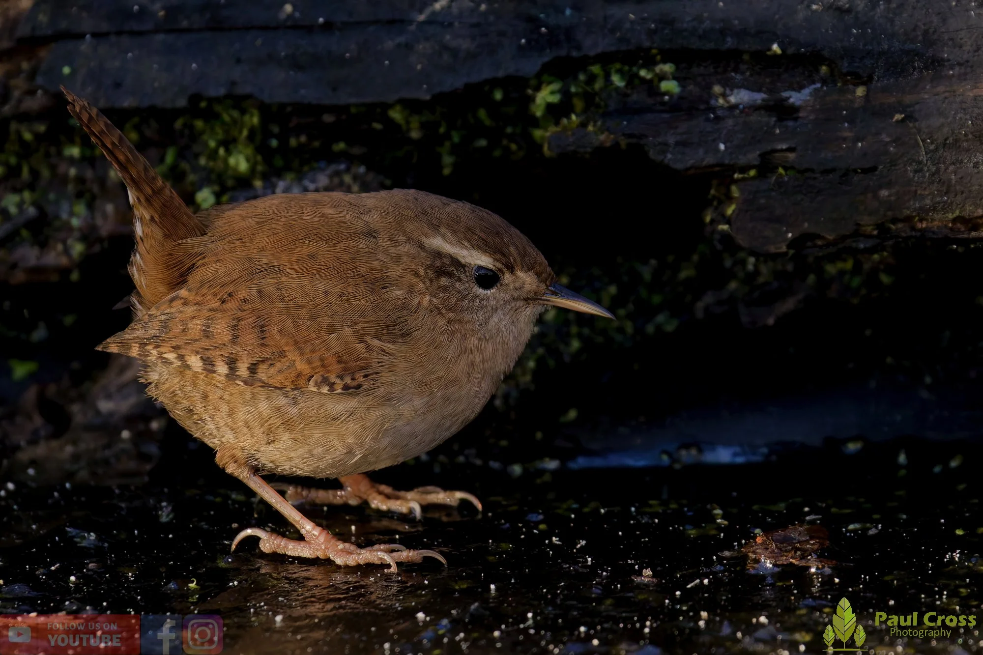 Wren-00519.jpg