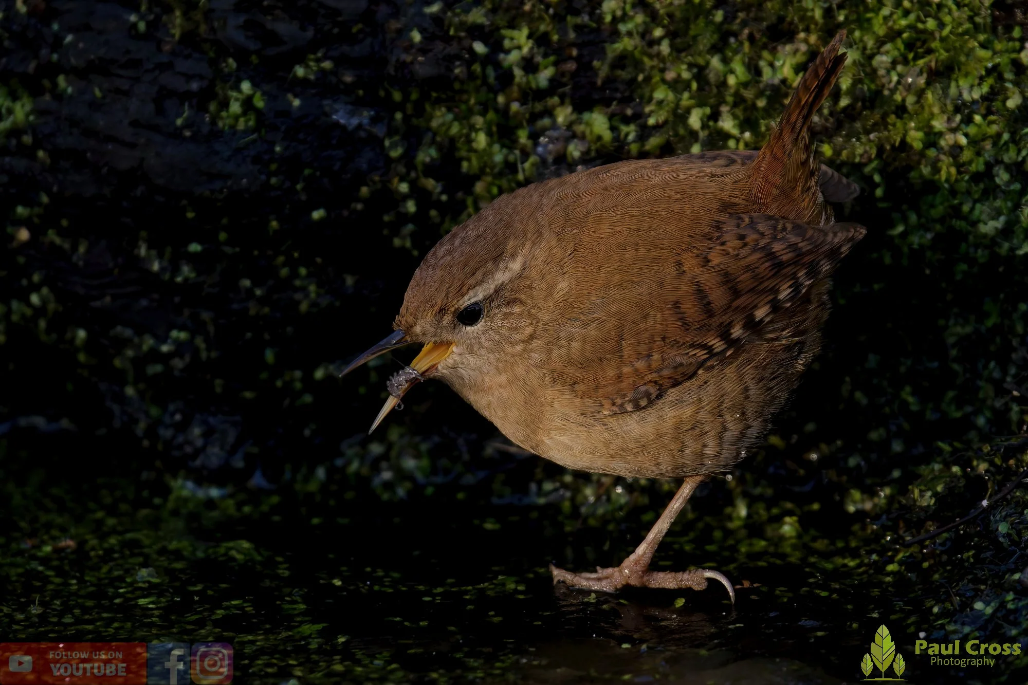 Wren-00521.jpg