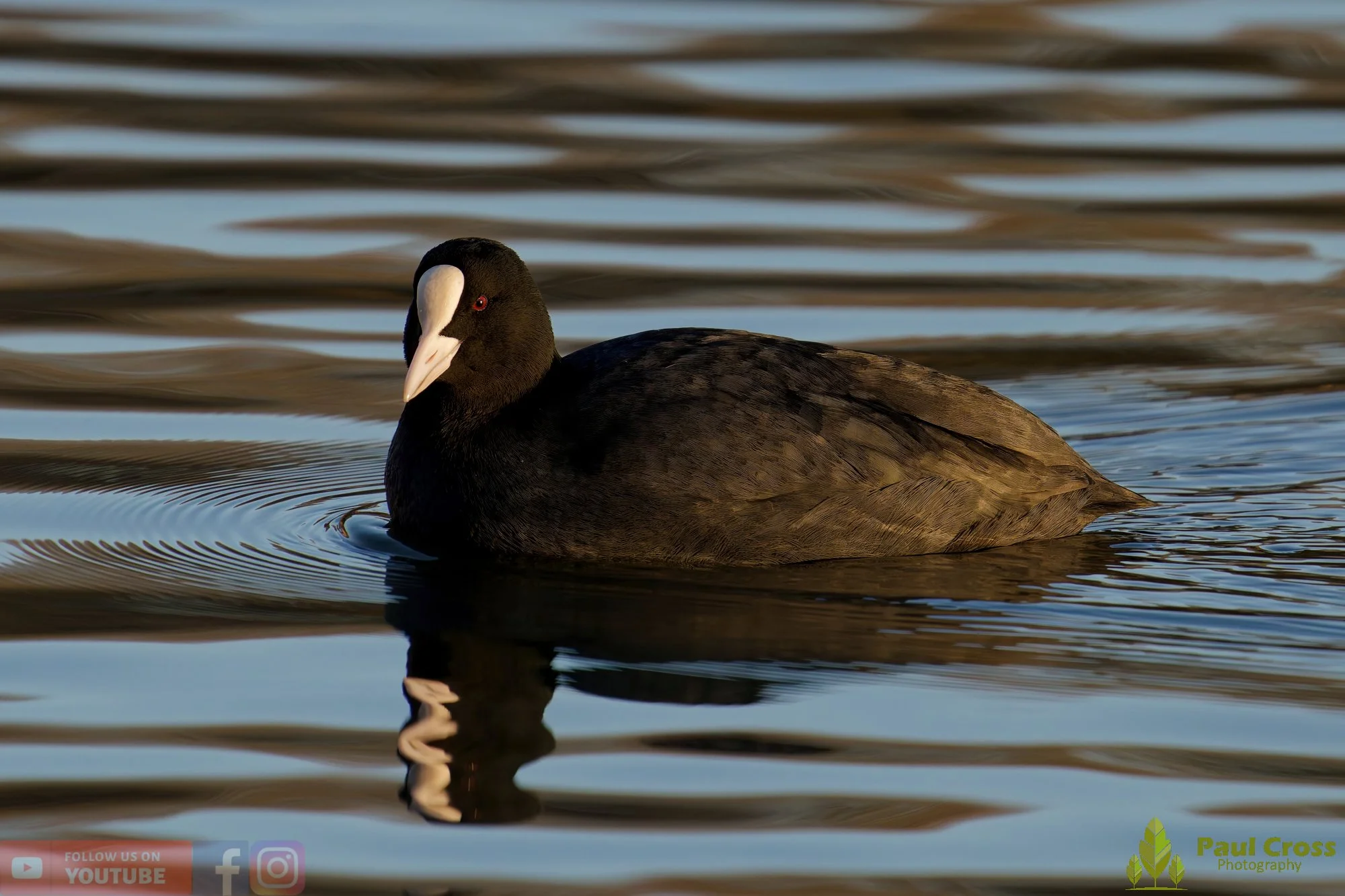 Coot-00584.jpg
