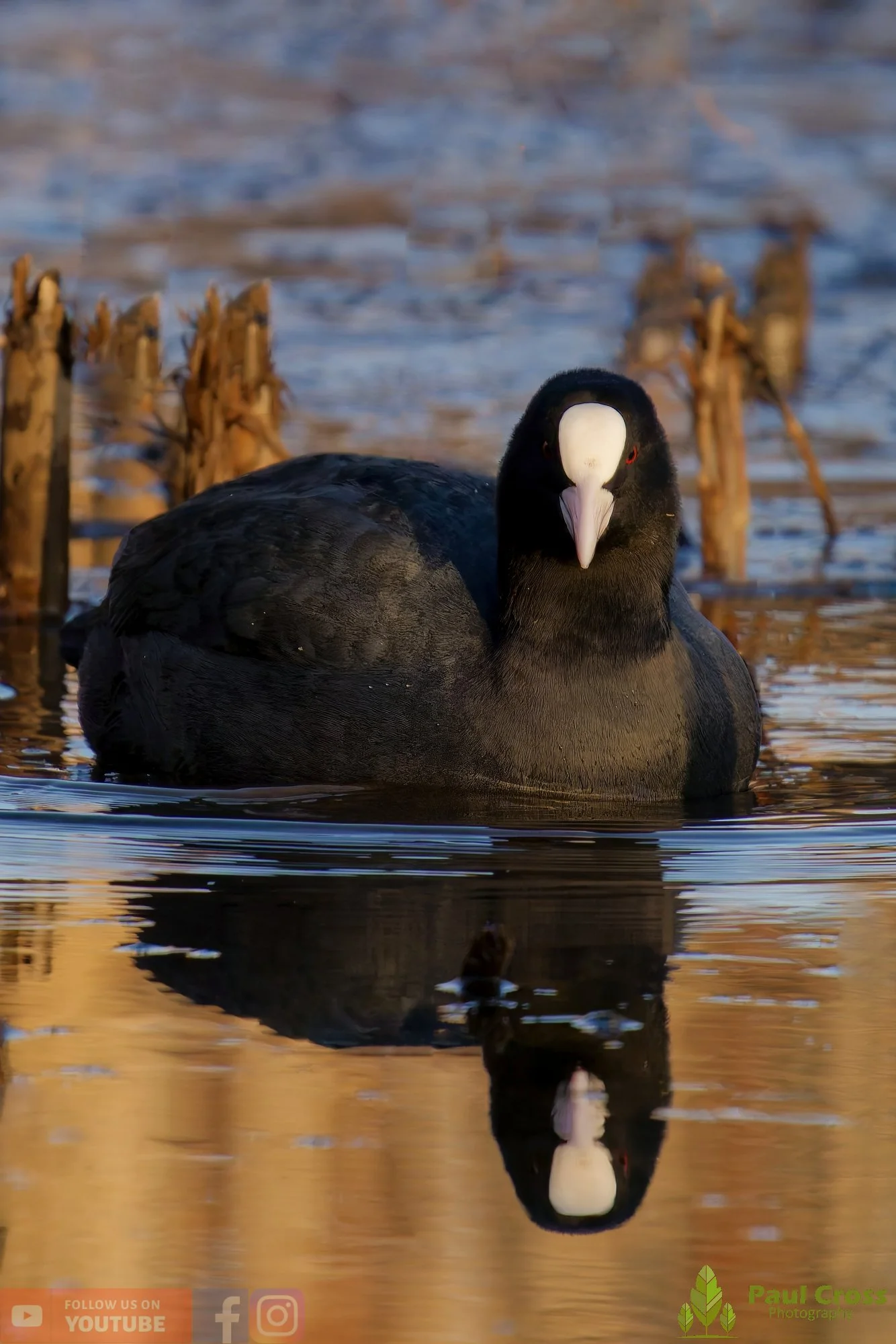 Coot-00579.jpg