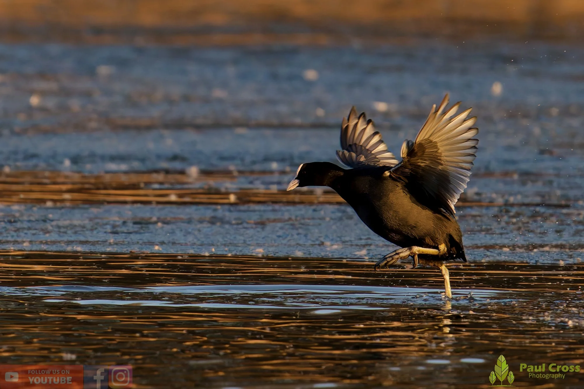 Coot-00588.jpg