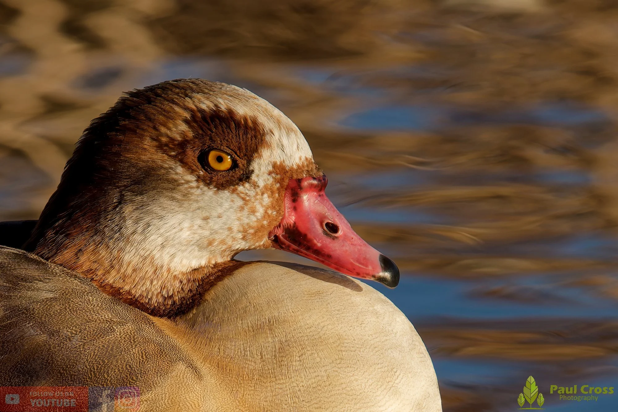 Egyptian Goose-00125.jpg