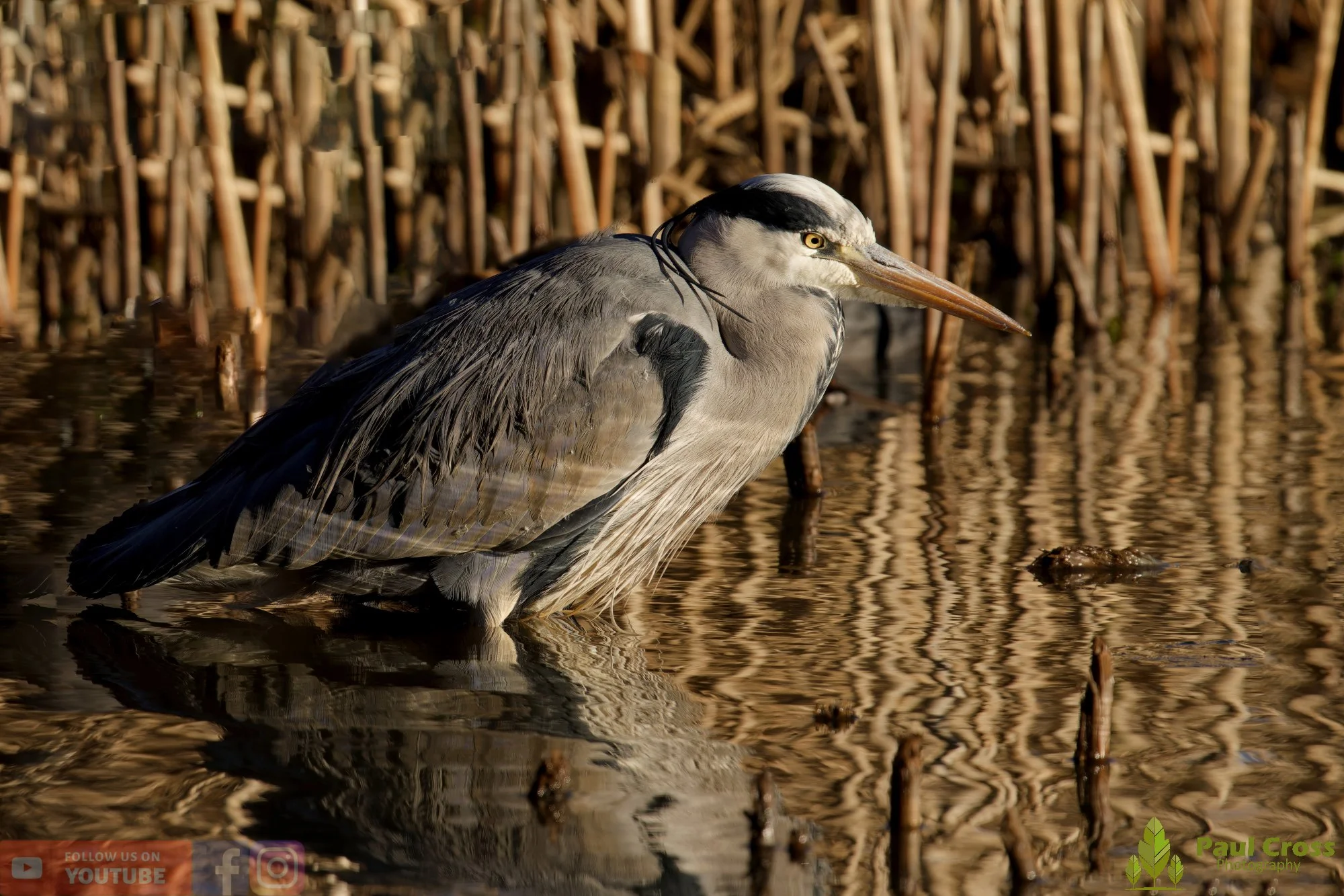 Grey Heron-00669.jpg
