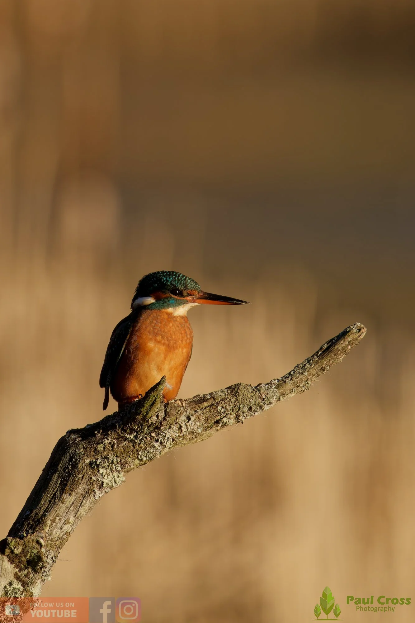 Kingfisher-00701.jpg