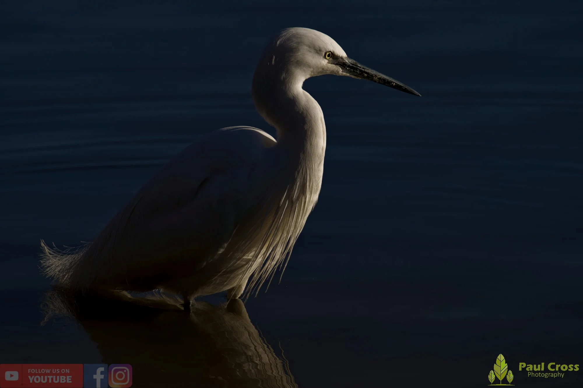 Little Egret-00534.jpg