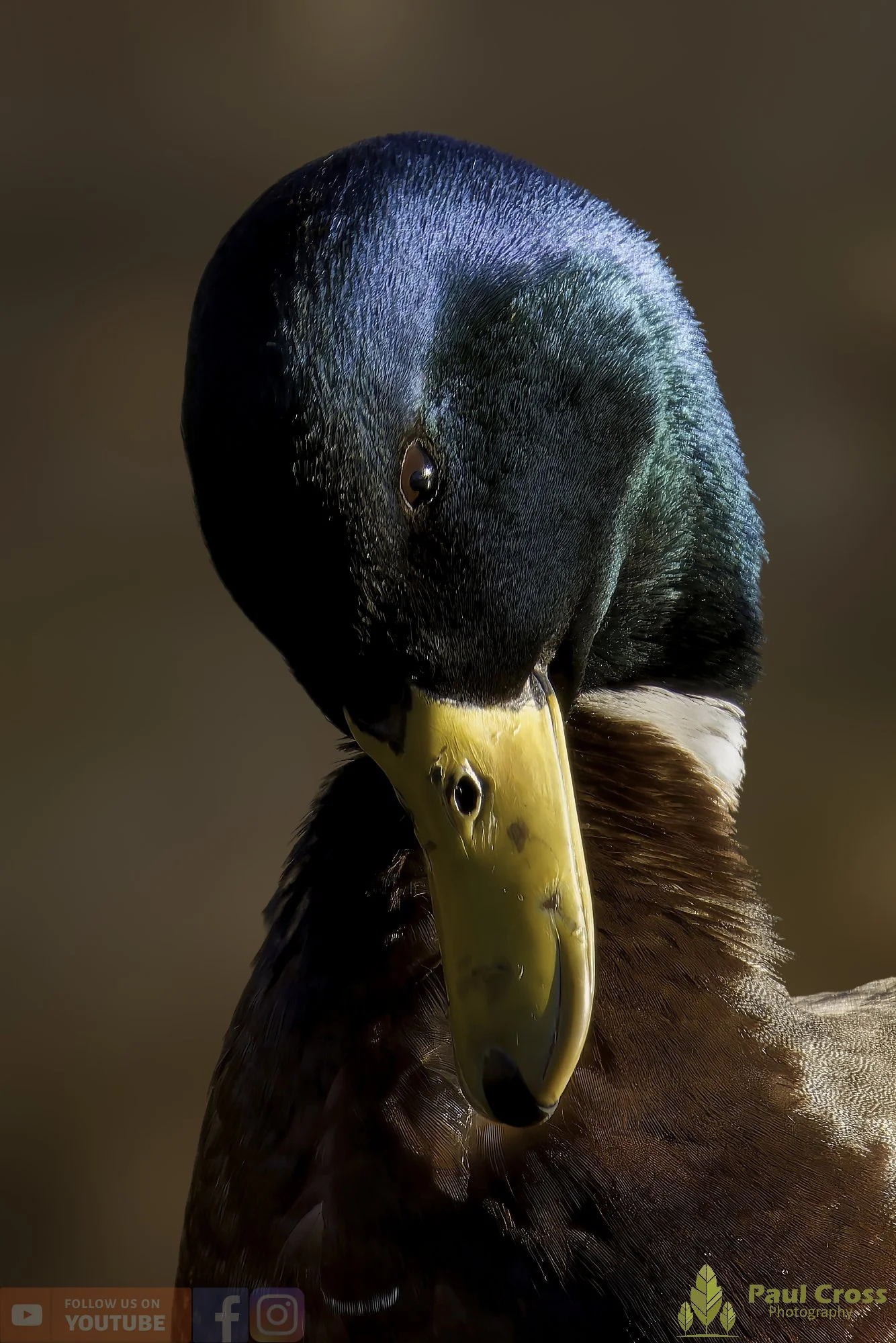 Mallard Duck-01200.jpg